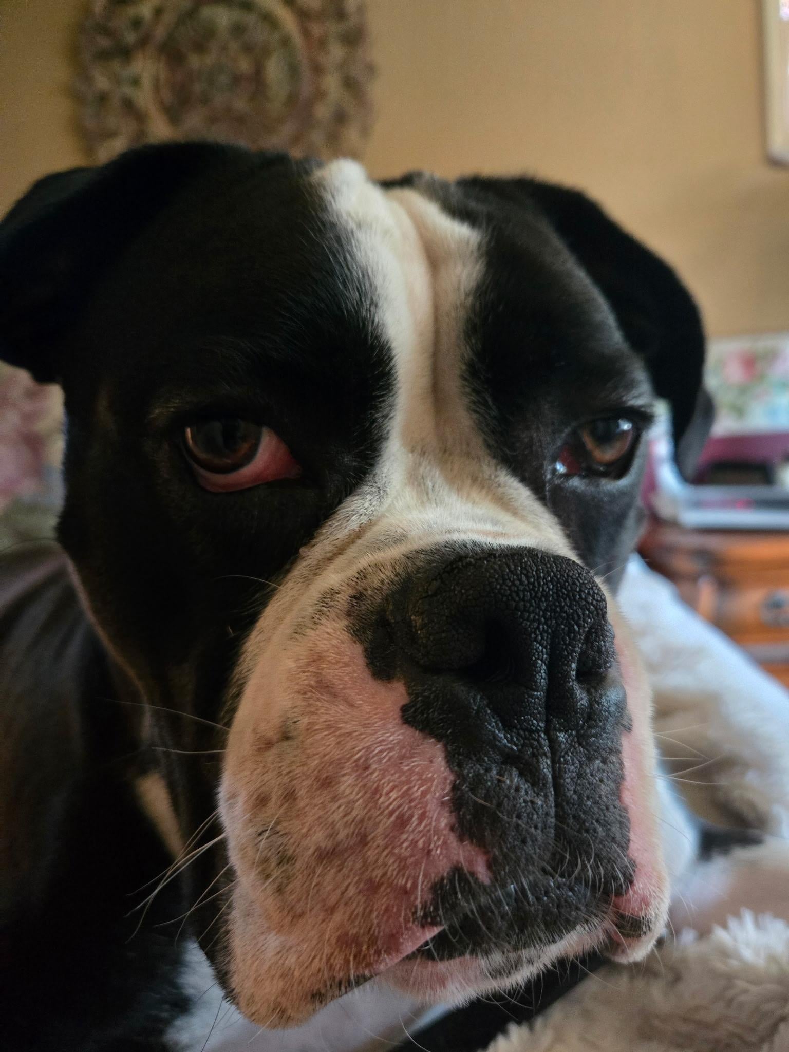 Pet portrait - image 1 - student project