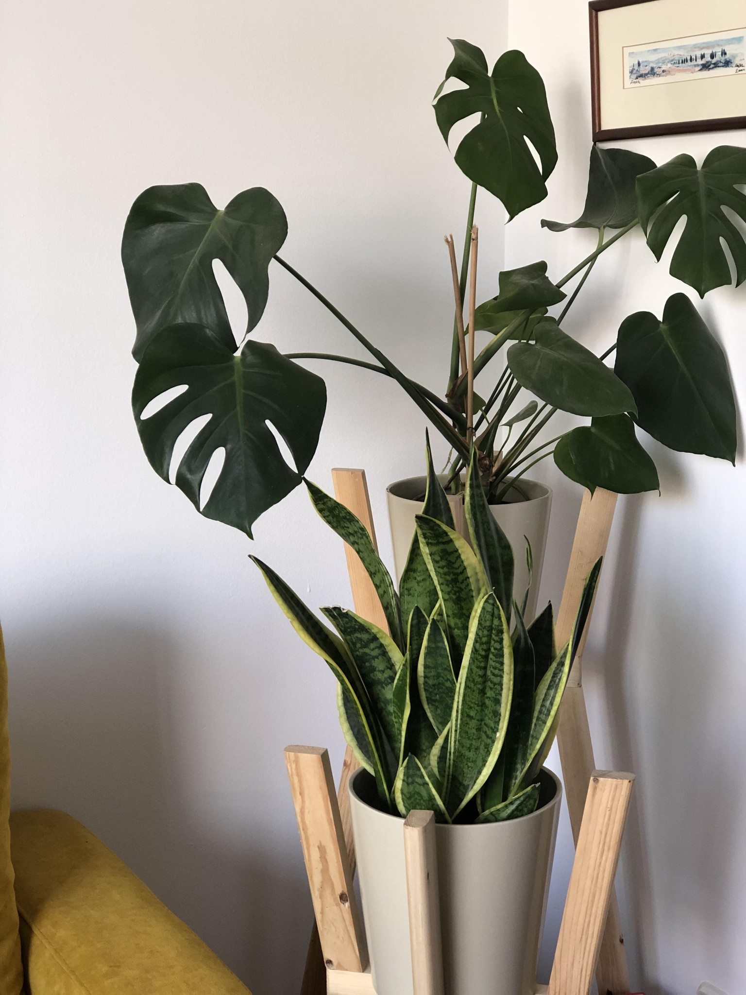 Plants everywhere - image 1 - student project