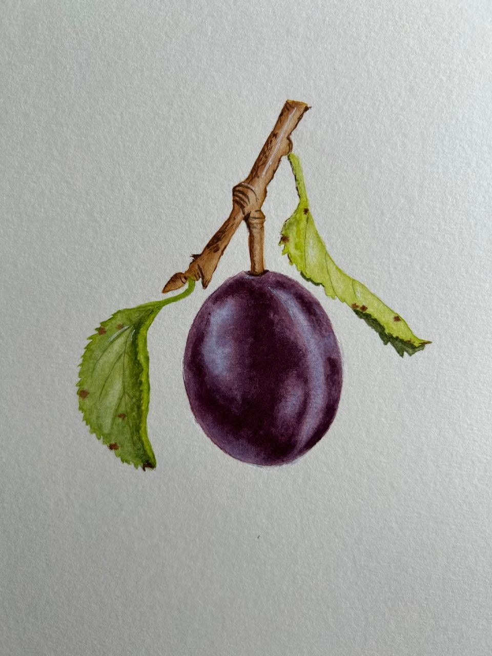 Realistic Plum - image 1 - student project