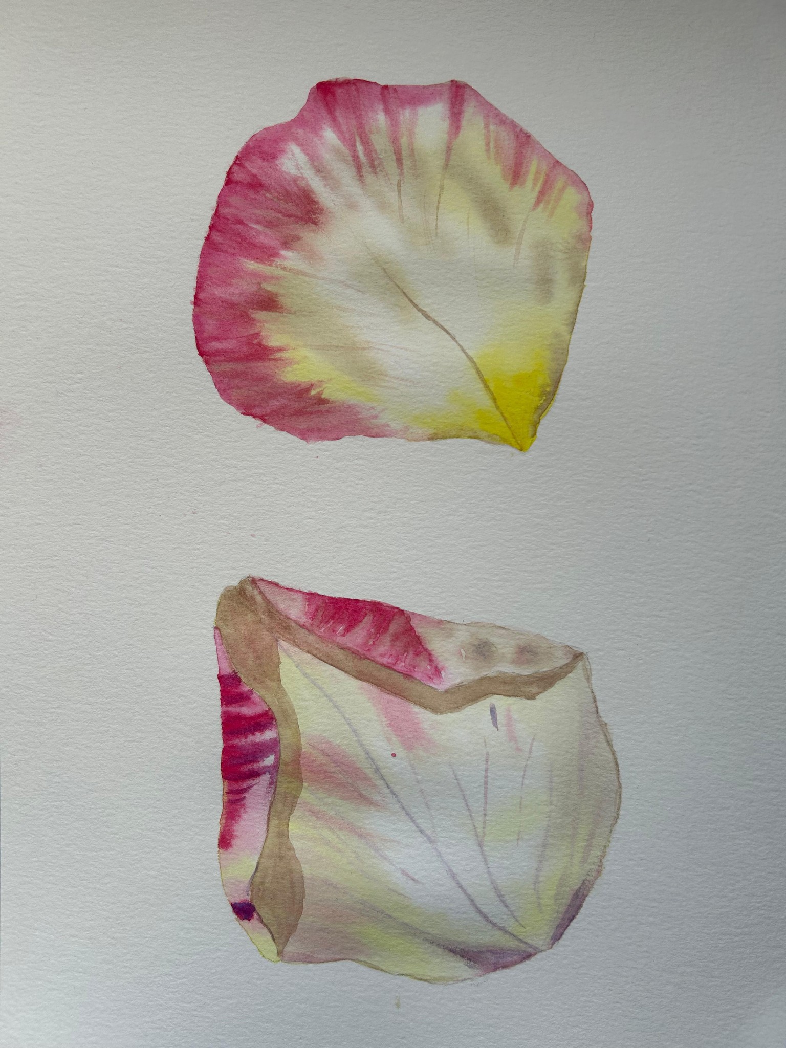 Painting Roses in Watercolor - image 1 - student project