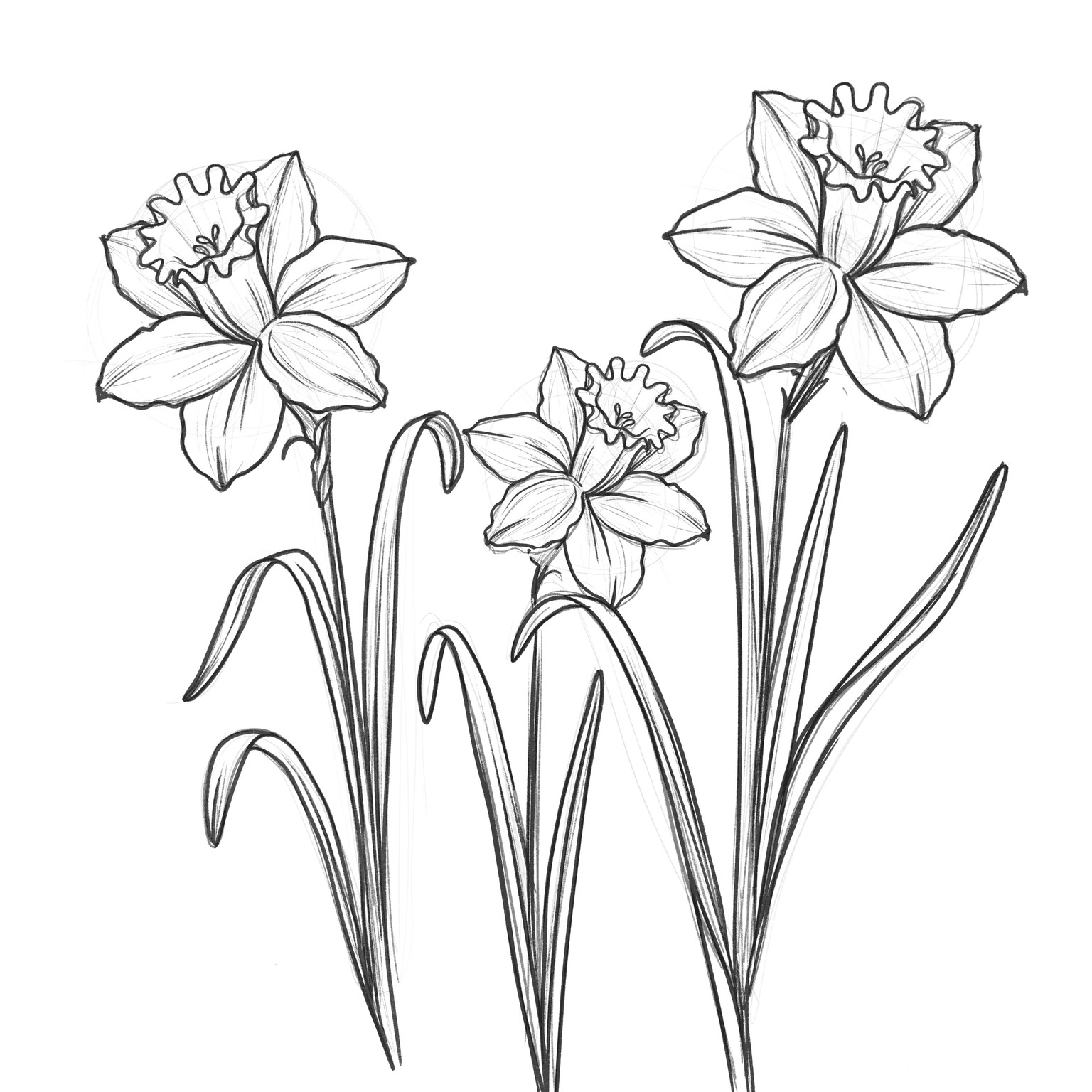 Daffodil Flower - image 2 - student project
