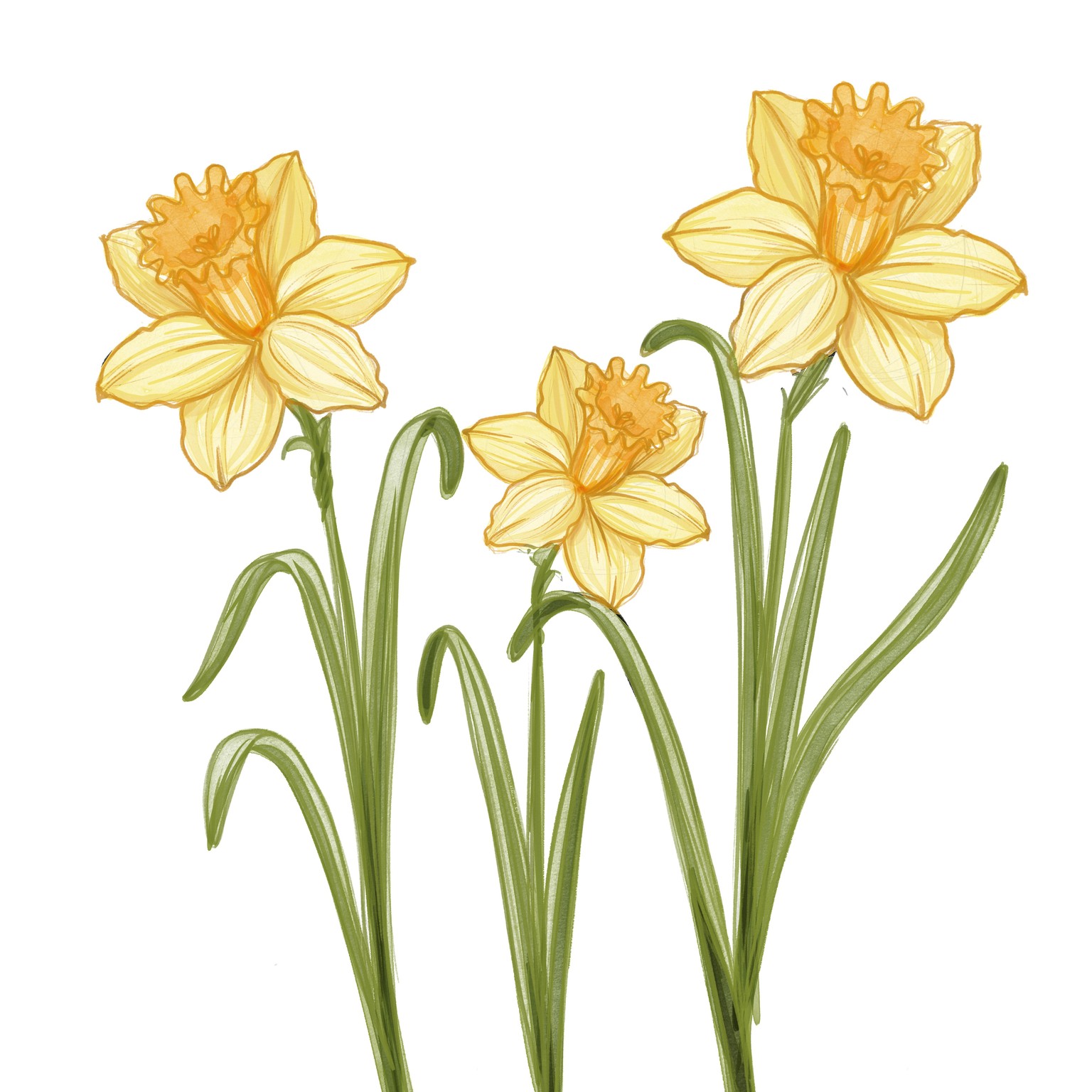 Daffodil Flower - image 3 - student project