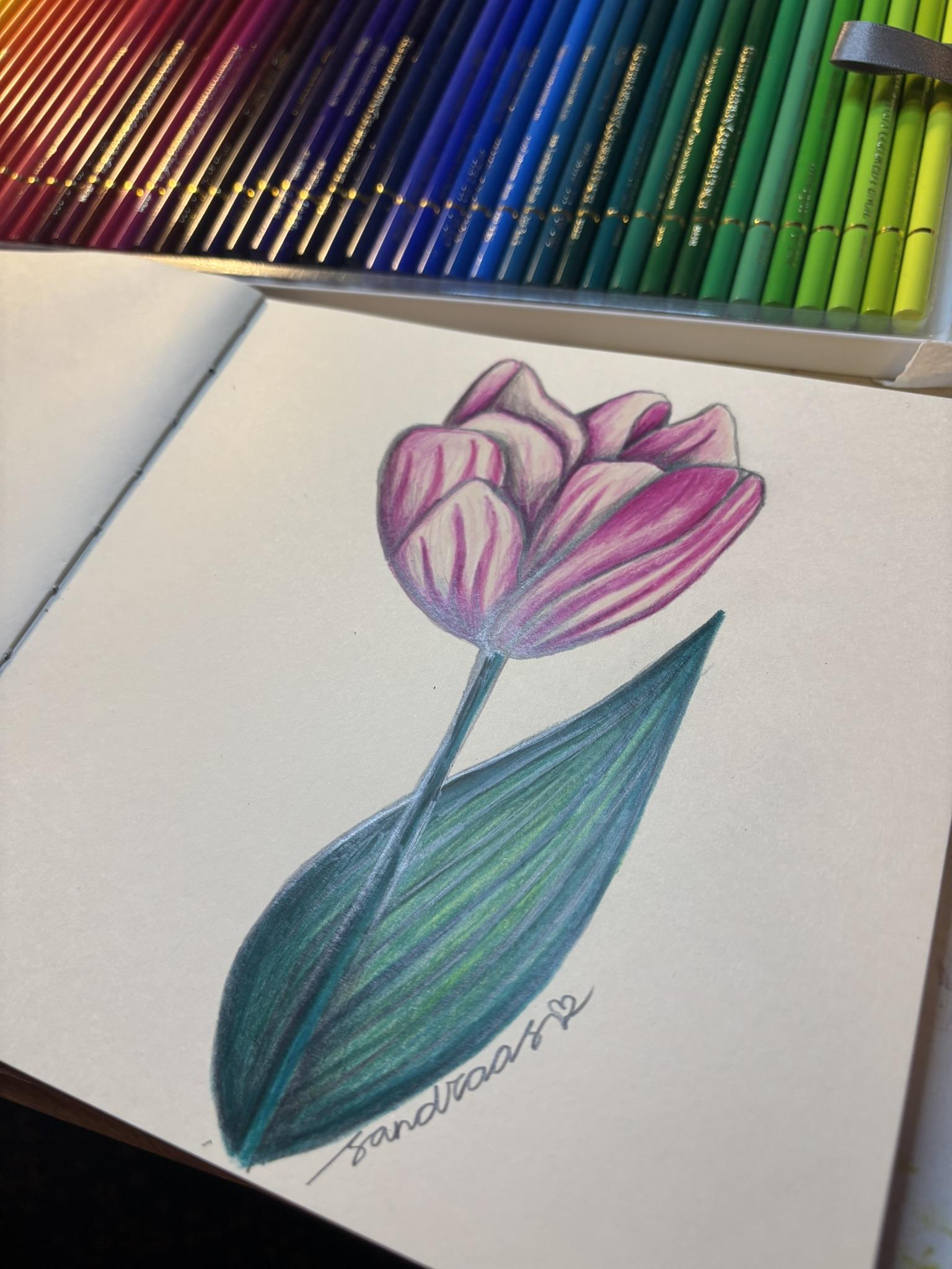 White & Pink Tulip - image 1 - student project