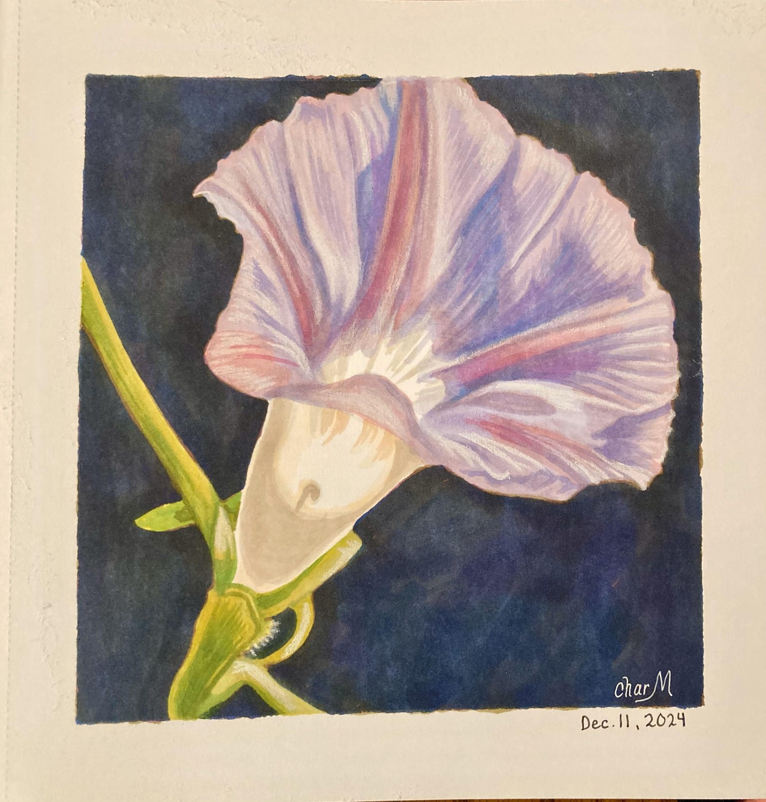 Morning Glory Sketch - image 1 - student project