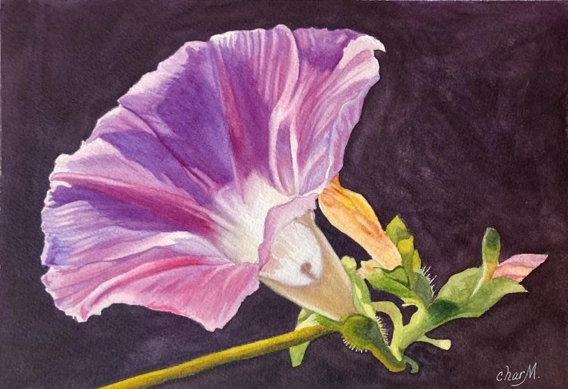 Morning Glory Sketch - image 4 - student project