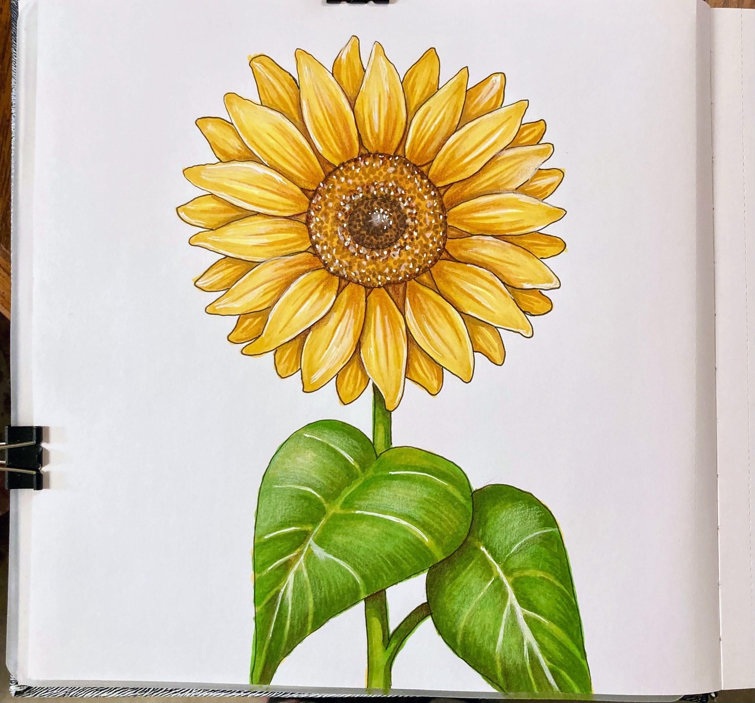Sunflower - Alcohol Ink & Colored Pencil - image 1 - student project