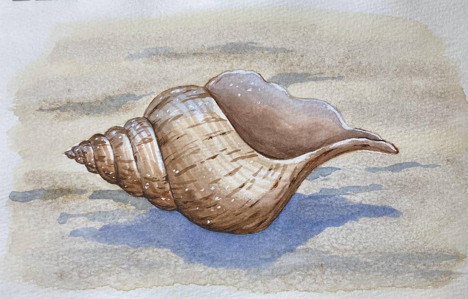 #ShowYourArt_Scholarship2024 - Seashell on the Beach - image 1 - student project