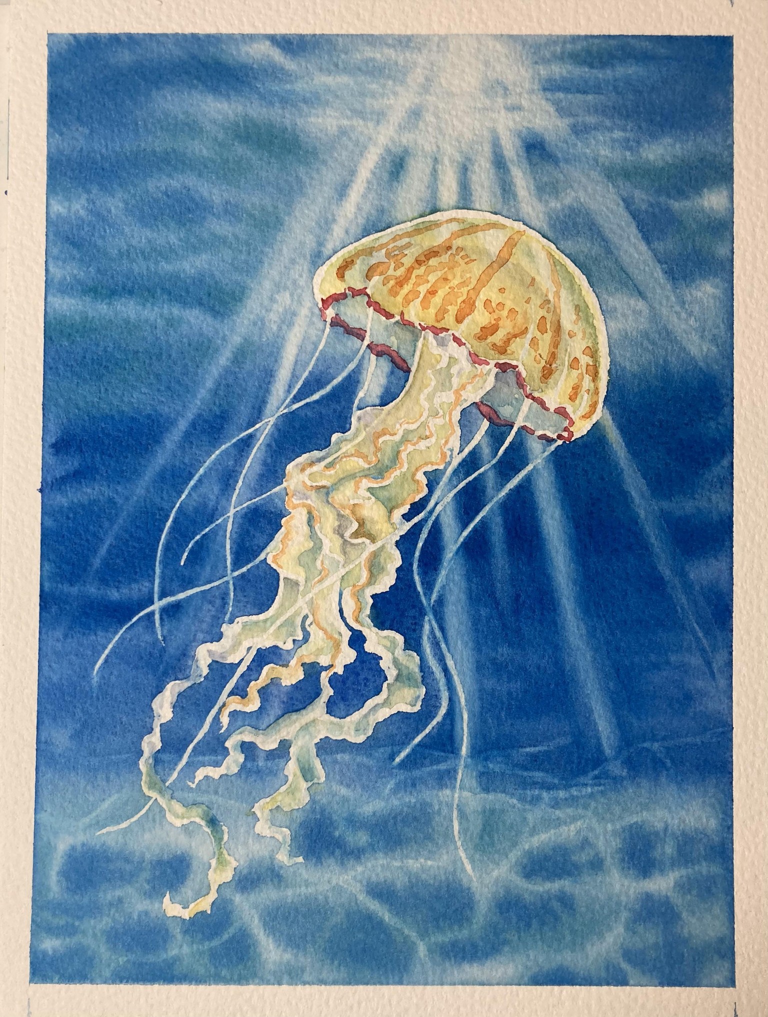 Jellyfish exploration series - image 3 - student project