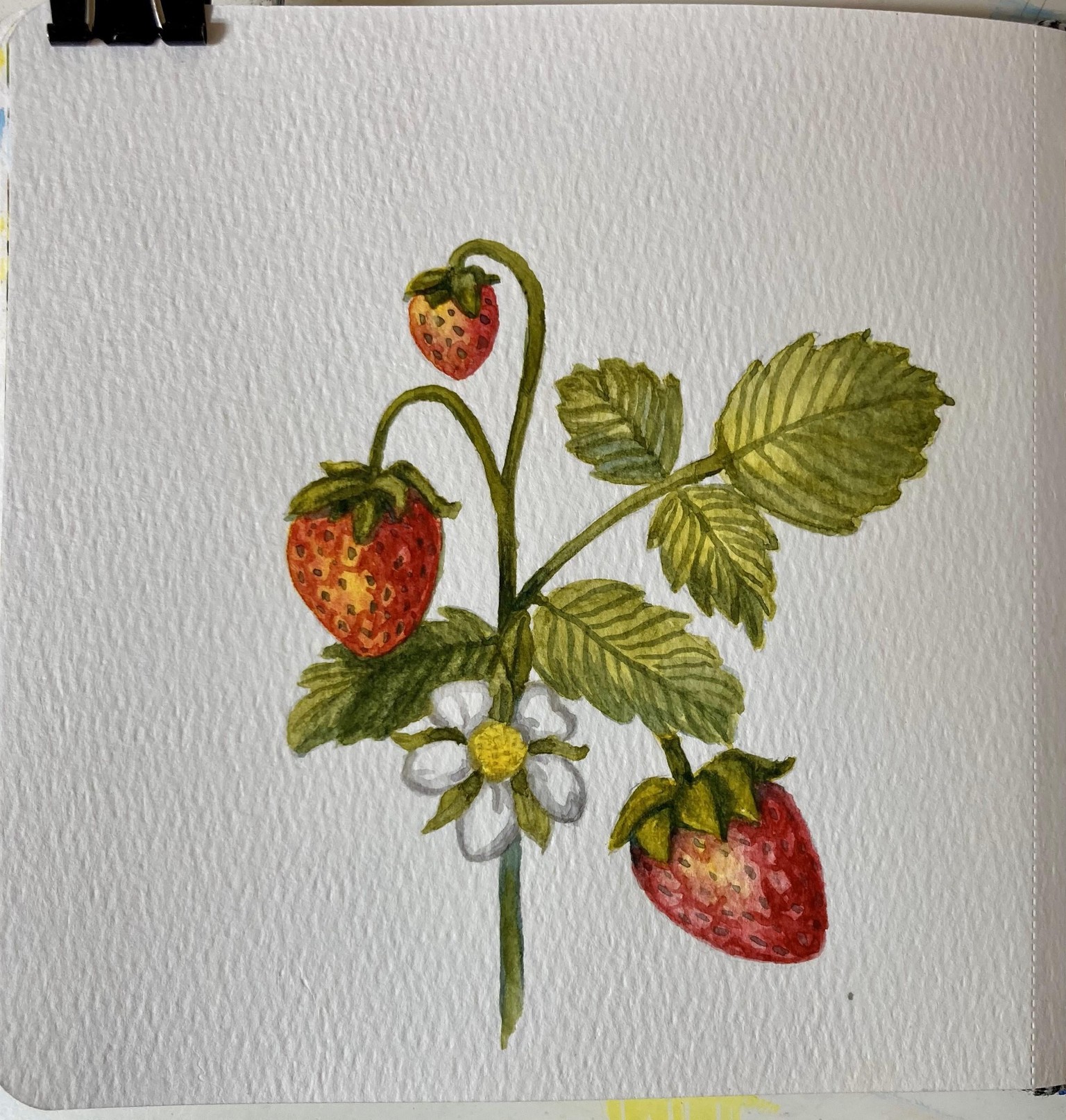 #ShowYourArt_Scholarship2024 - Strawberries - image 1 - student project