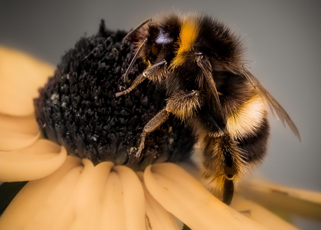 Honey Bee - image 1 - student project