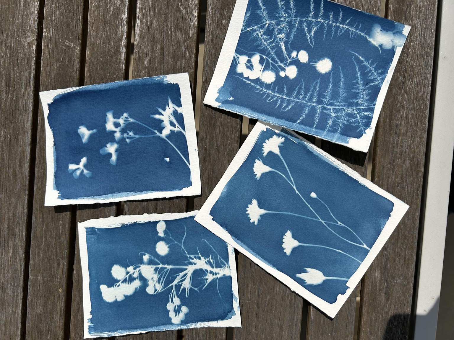 Cyanotype minis - image 1 - student project