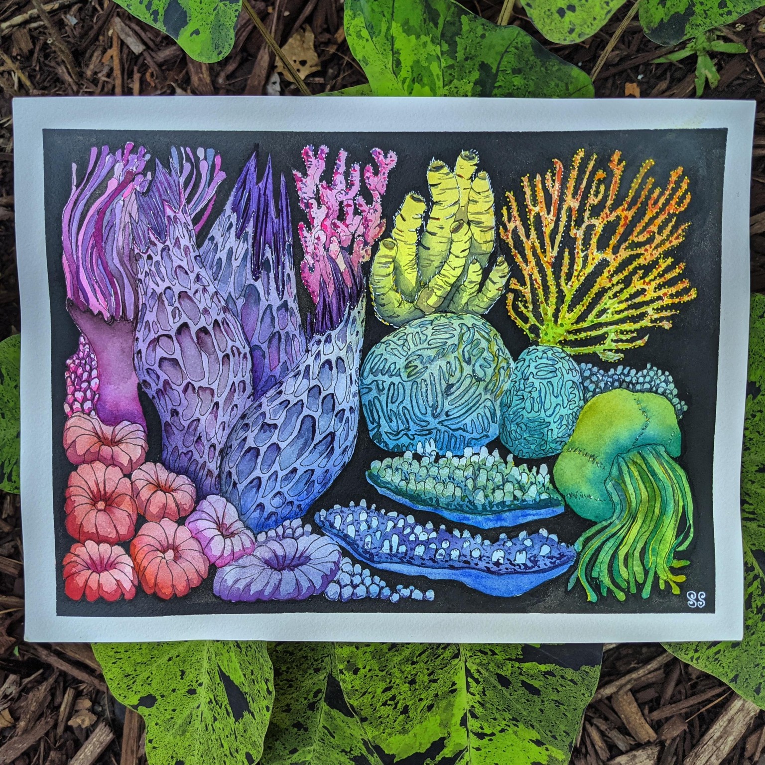 Rainbow Coral - image 2 - student project