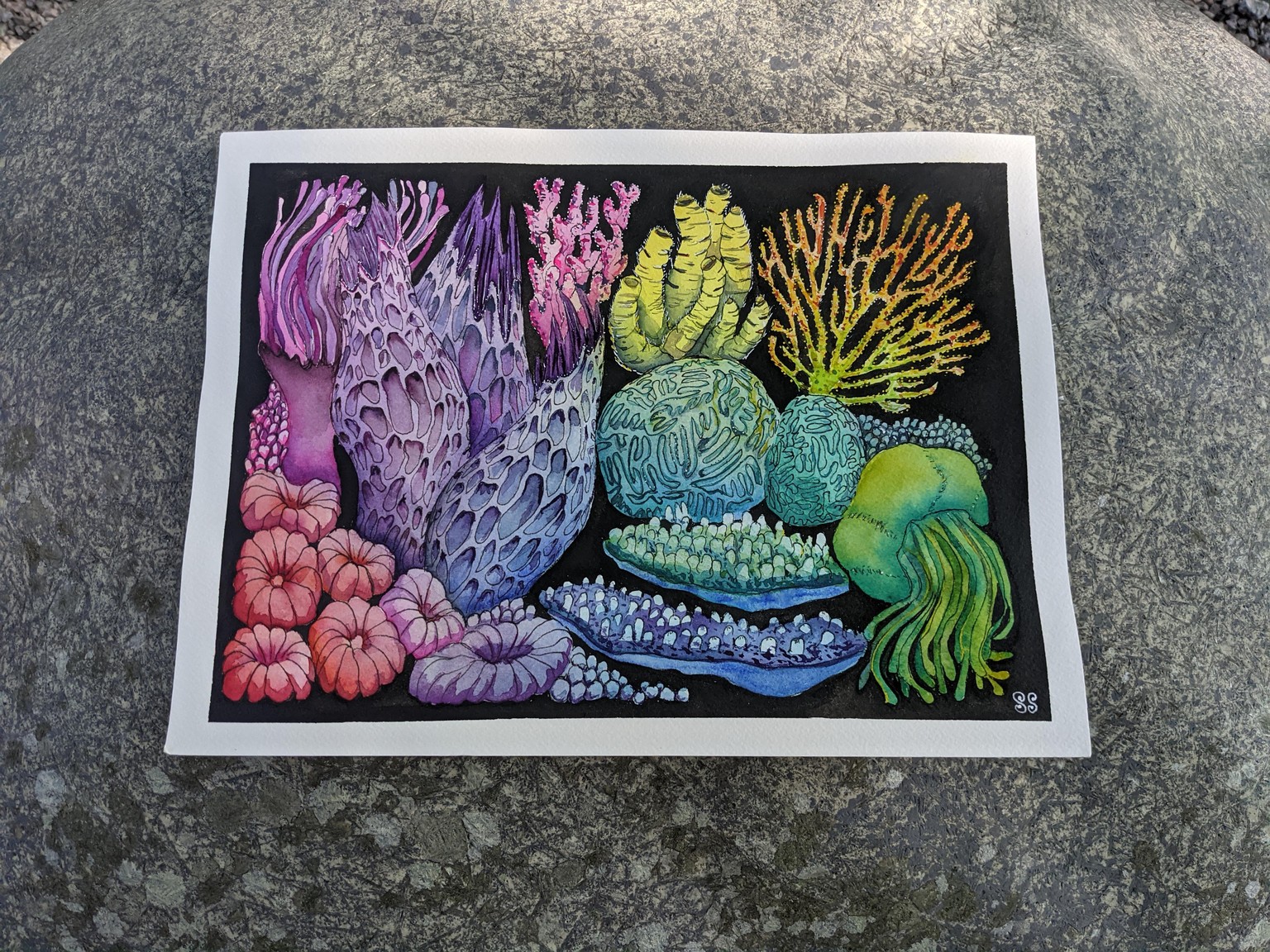 Rainbow Coral - image 1 - student project