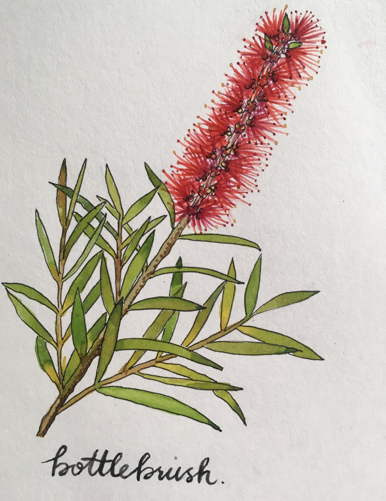 Bottlebrush - image 1 - student project