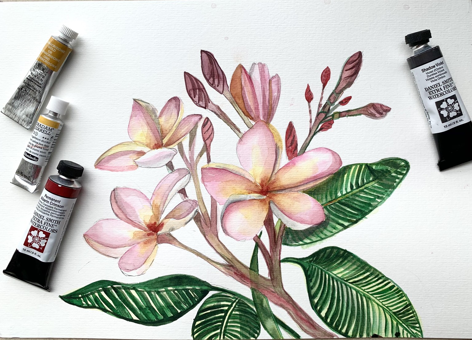 BALINESE BLUSHING PLUMERIA - image 1 - student project