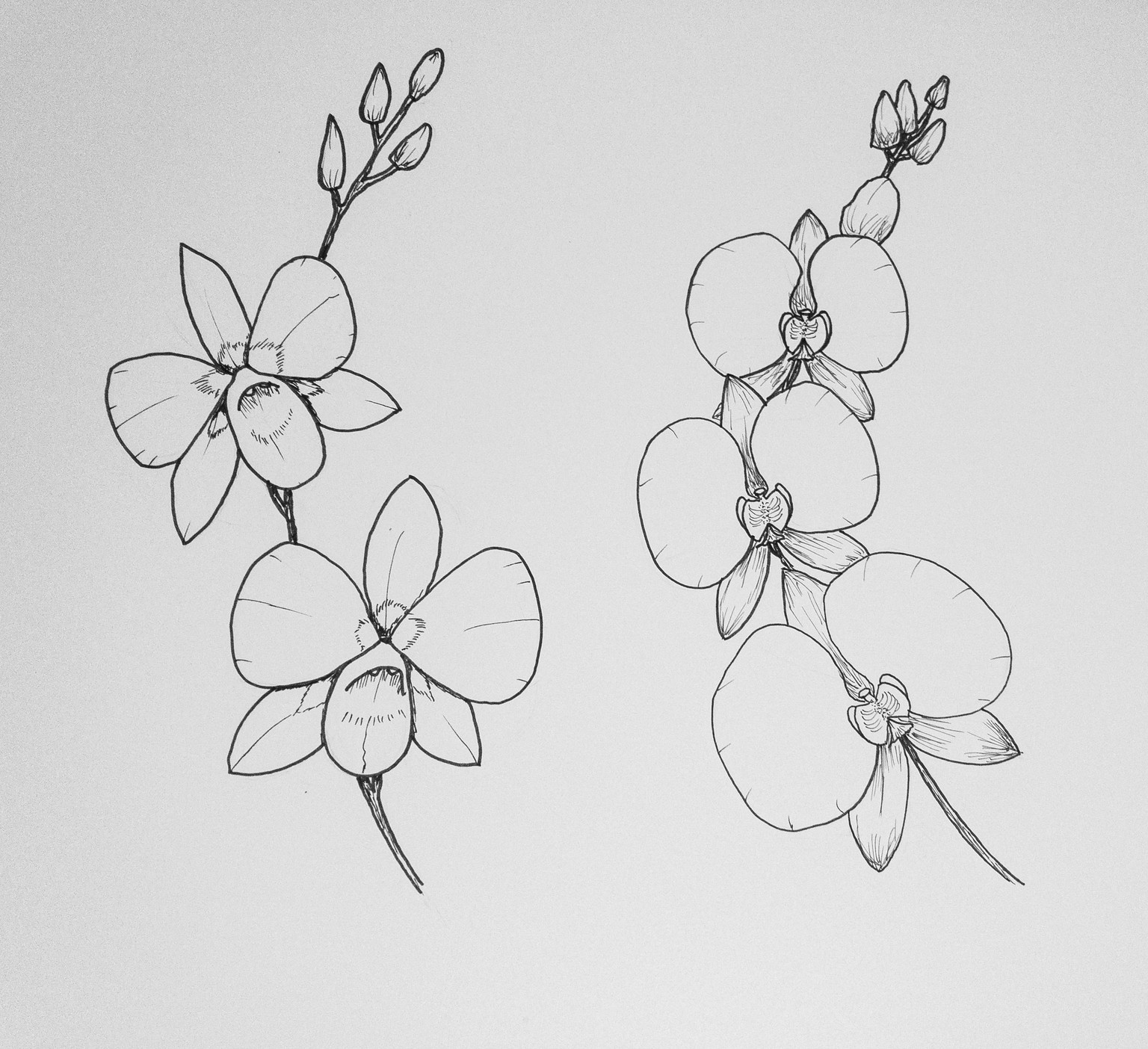 Orchids - image 1 - student project