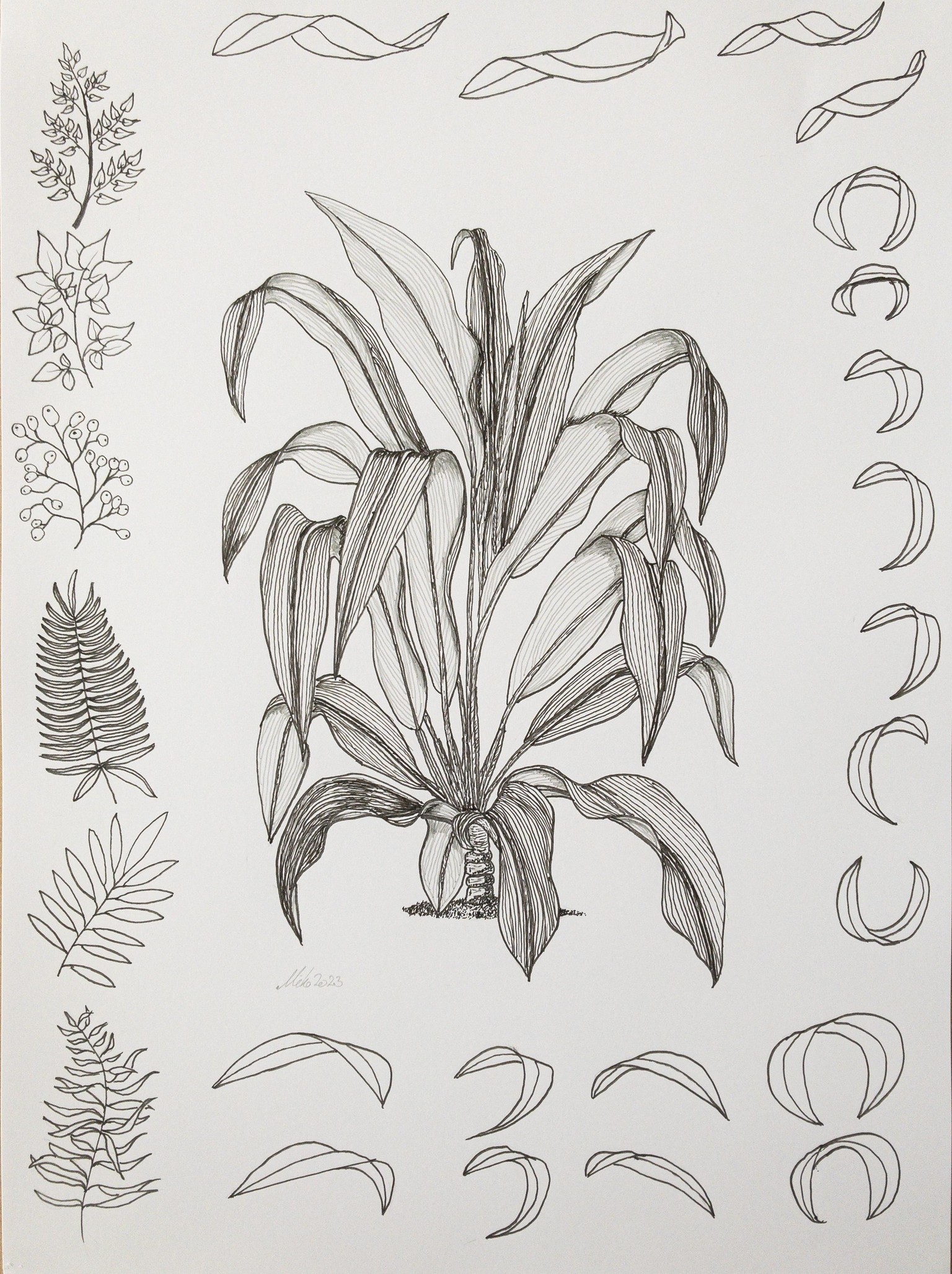 Dracaena - image 1 - student project