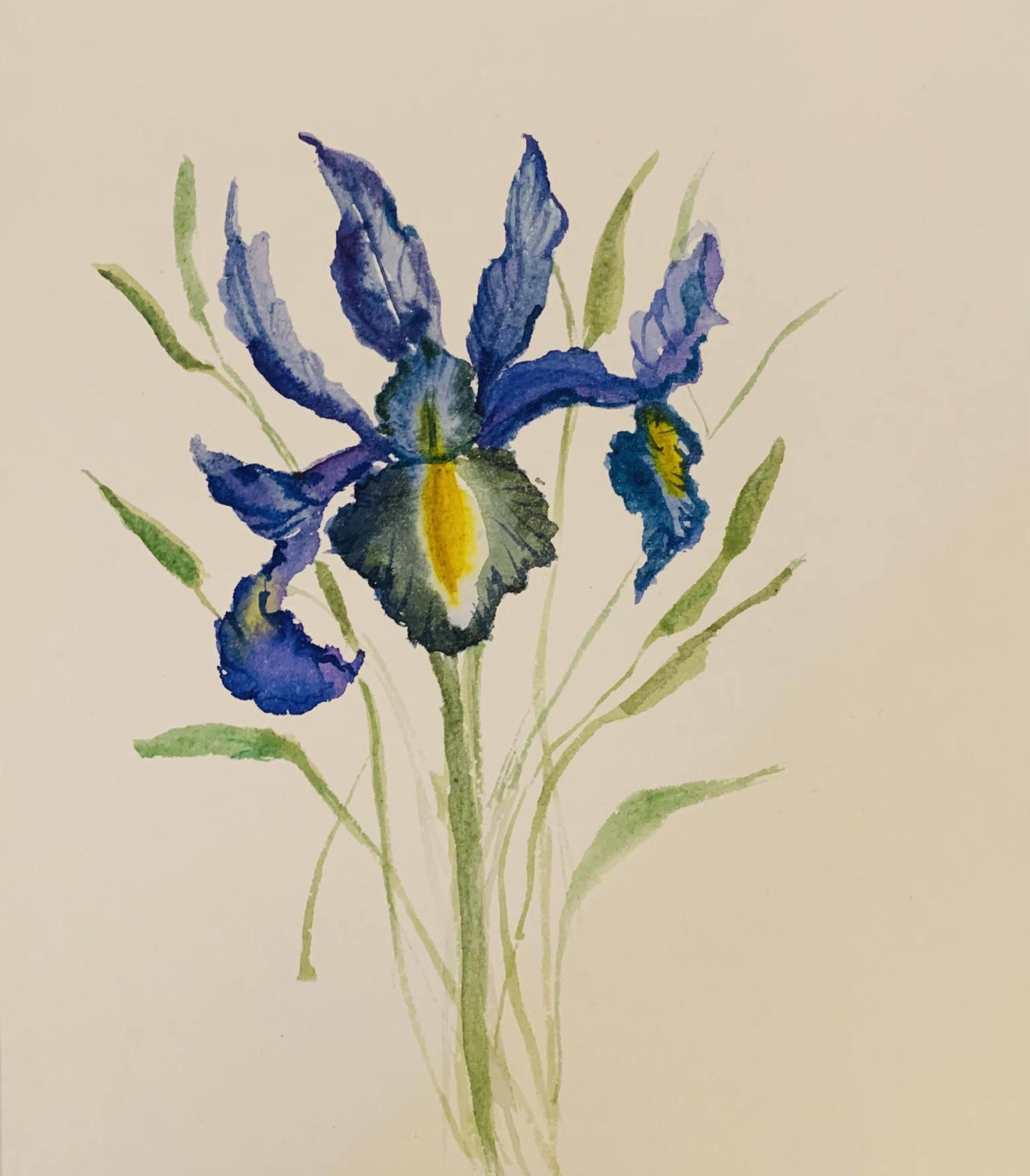 Lootanical watercolor Iris - image 2 - student project