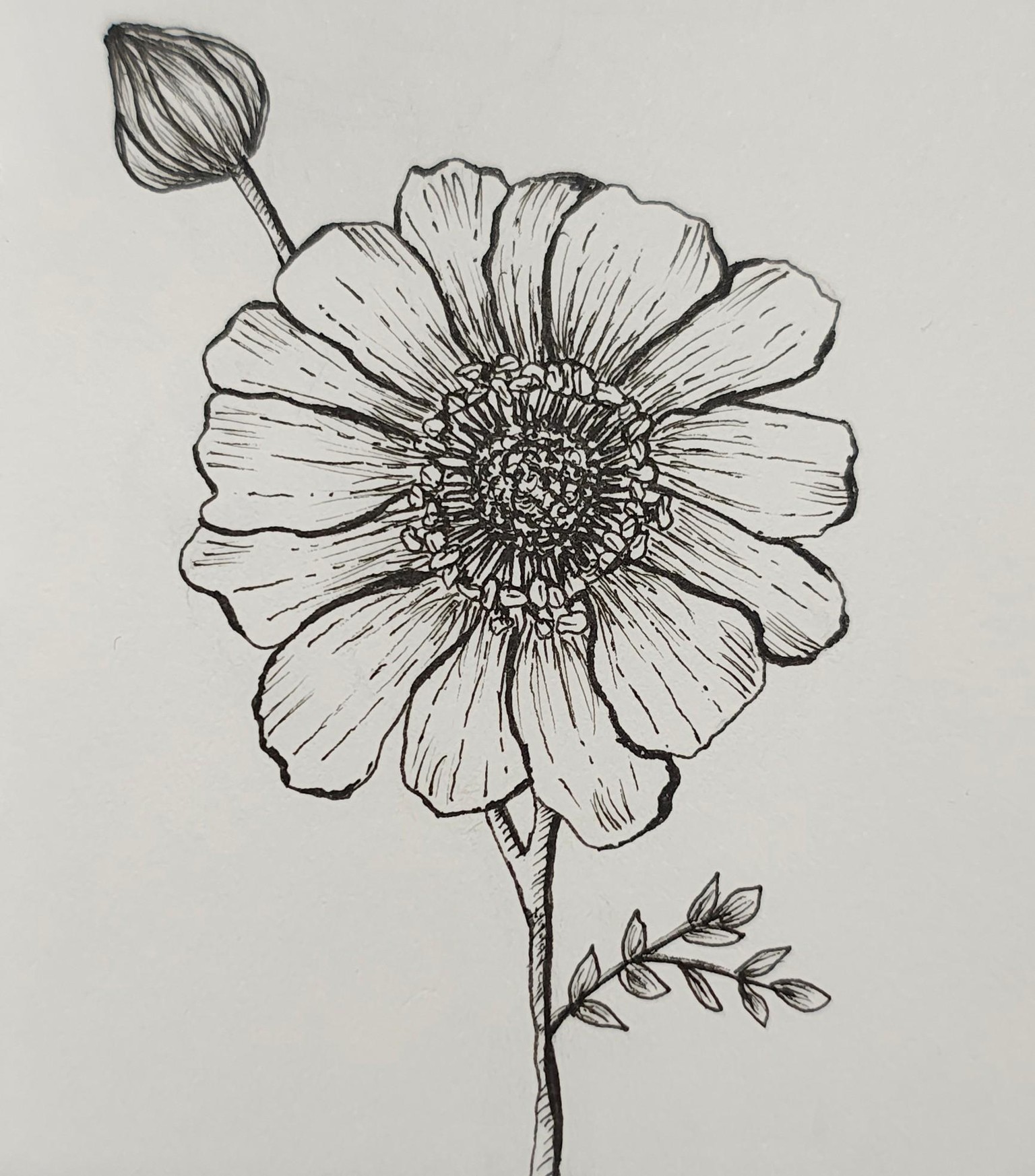Anêmona - image 1 - student project