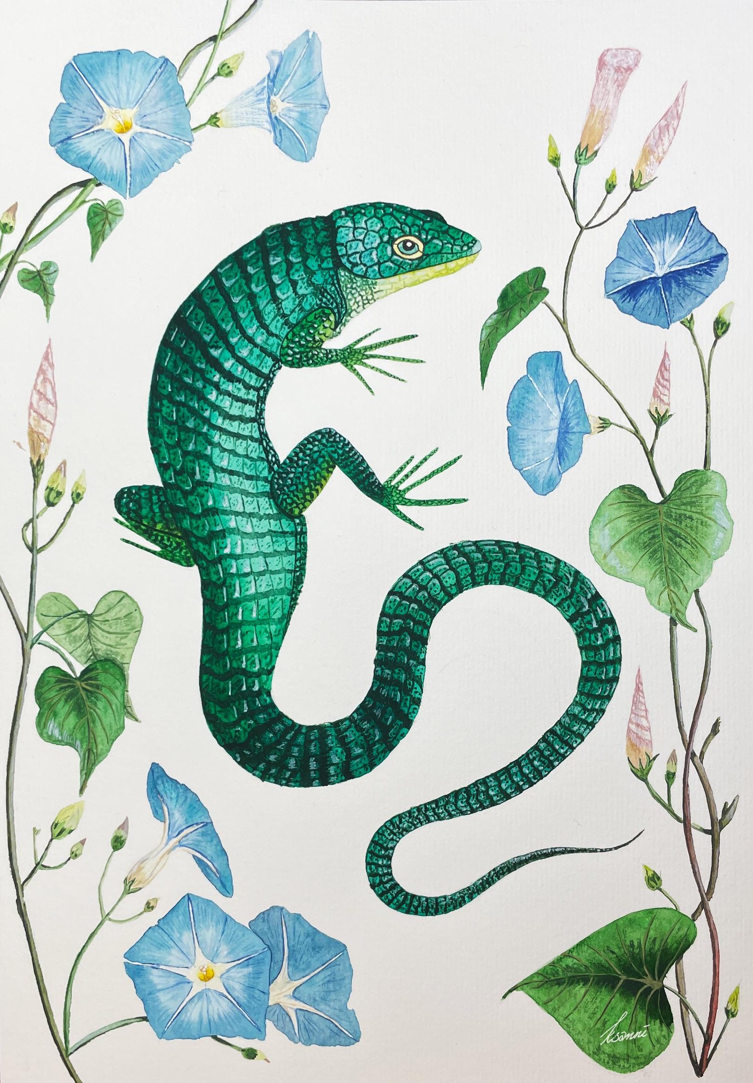 Mexican alligator lizard - image 2 - student project