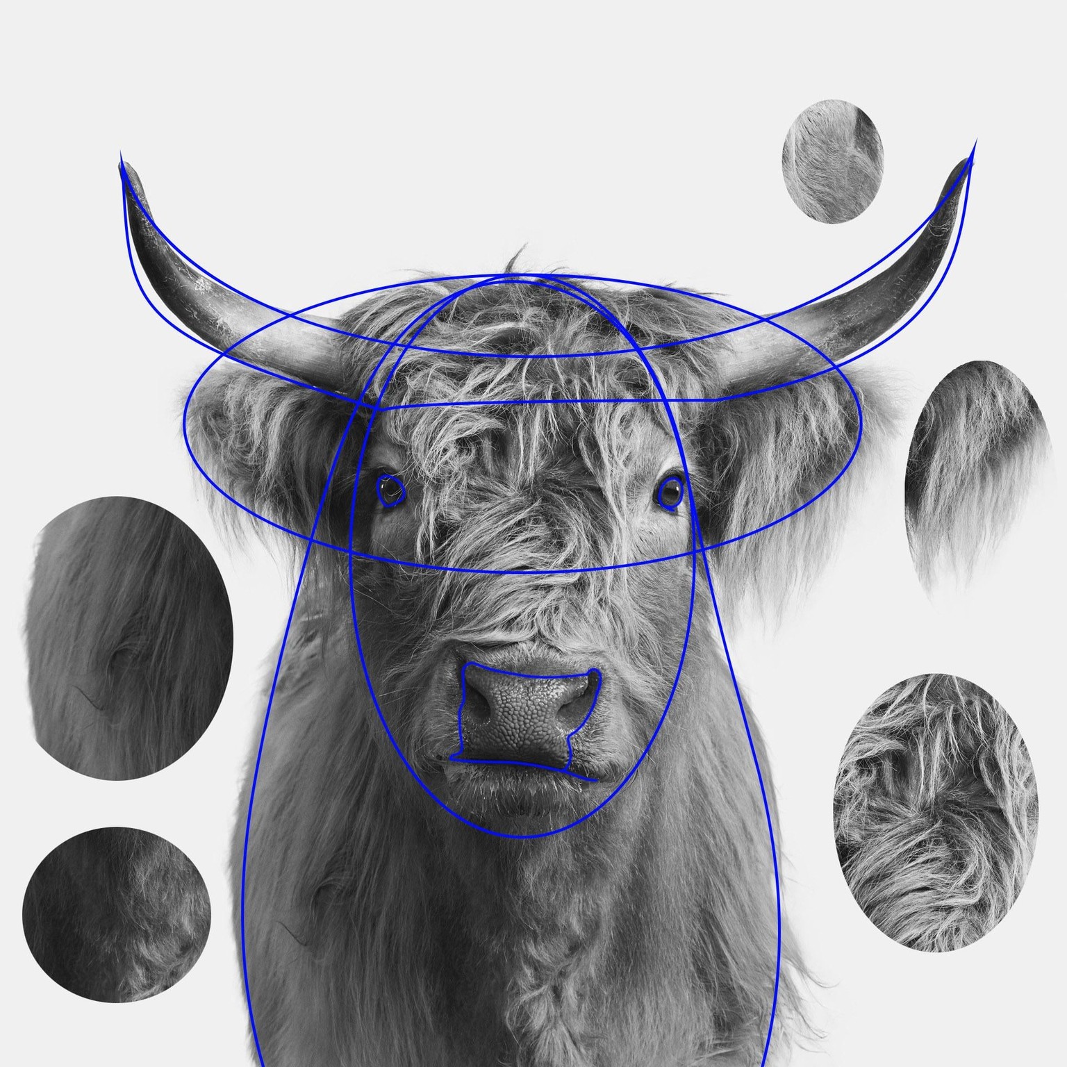Highland Cow - image 3 - student project