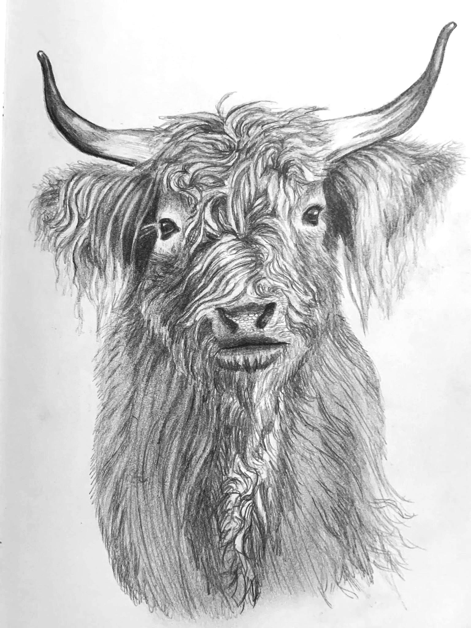 Highland Cow - image 1 - student project