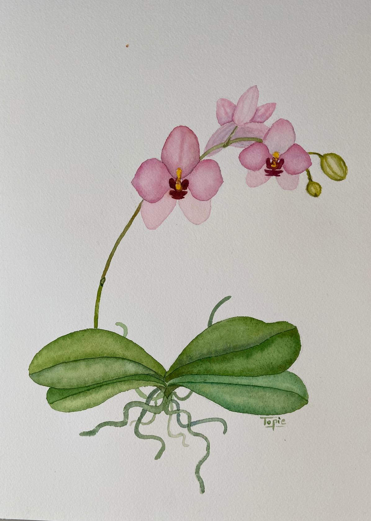 orchidée rose - image 1 - student project