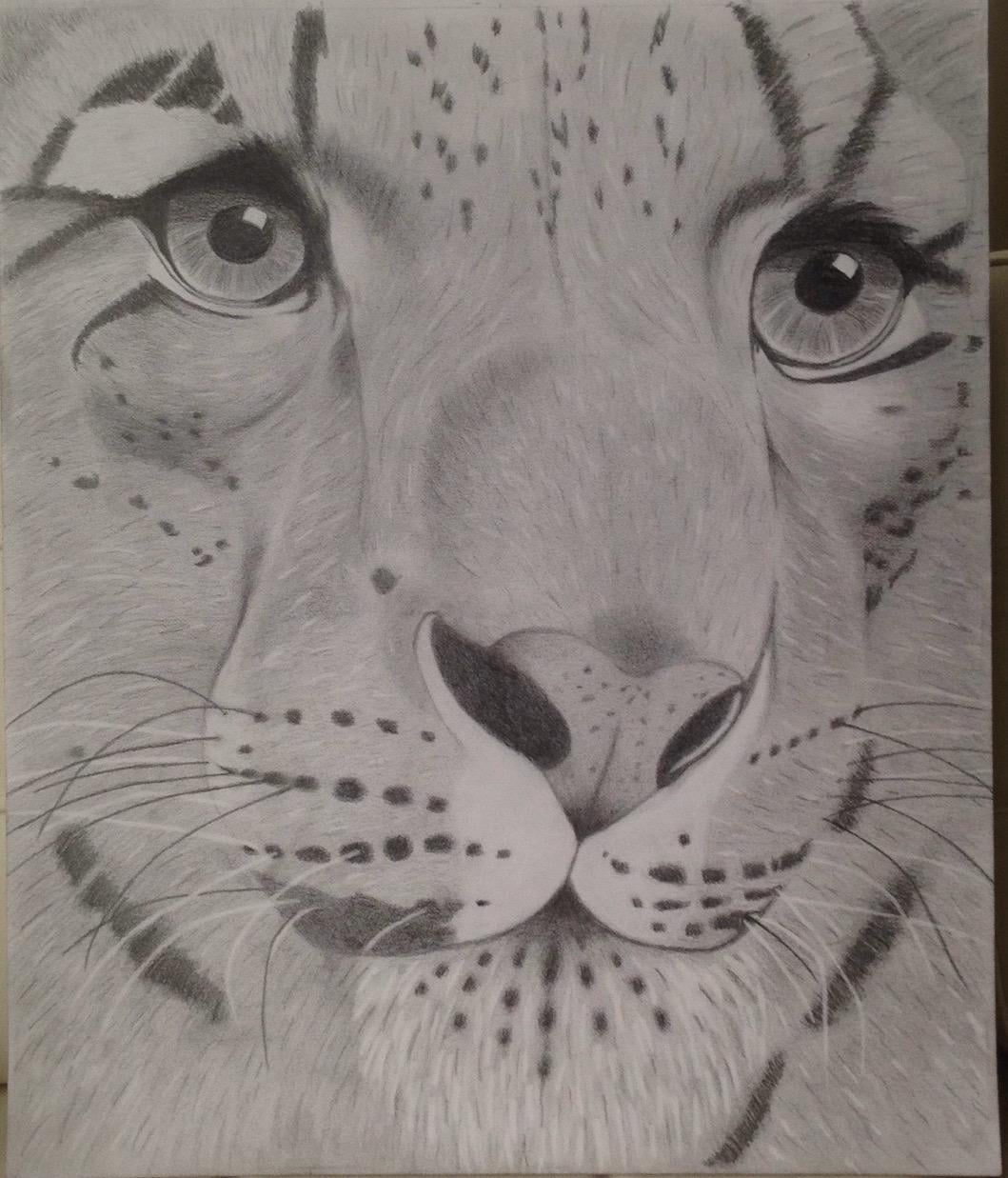 tigre - image 1 - student project