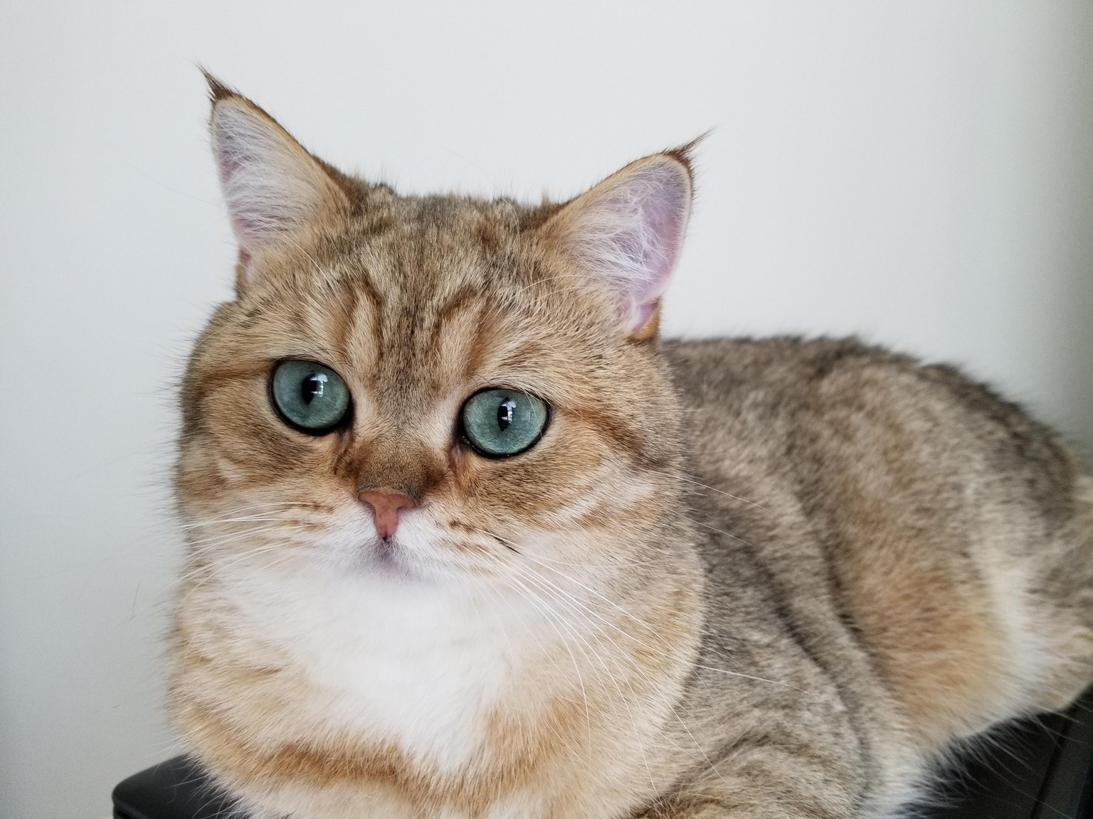 Cat Portrait in Procreate - image 2 - student project
