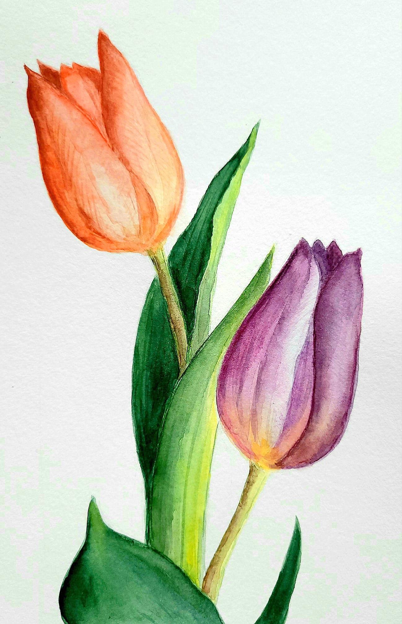 The Tulips - image 1 - student project