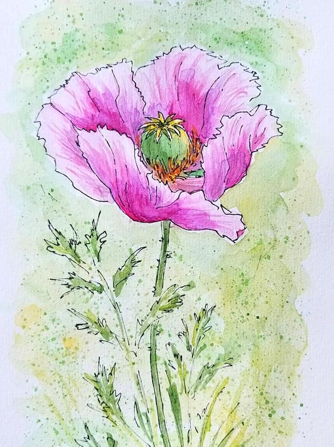 Poppies - image 1 - student project