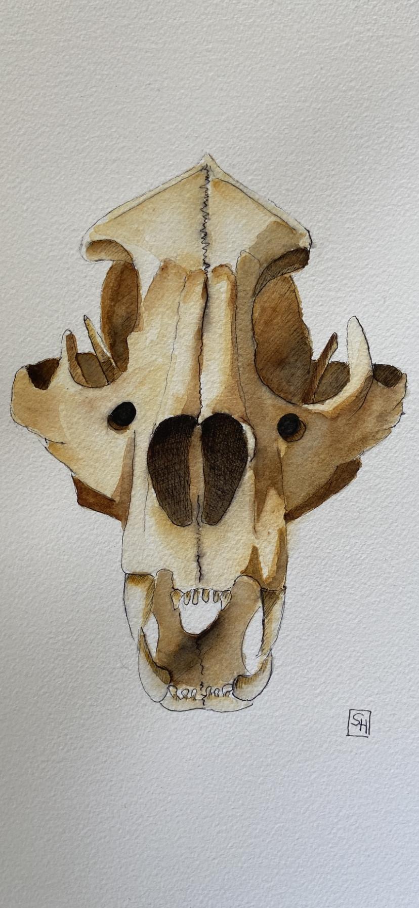 Hyena Skull - image 1 - student project