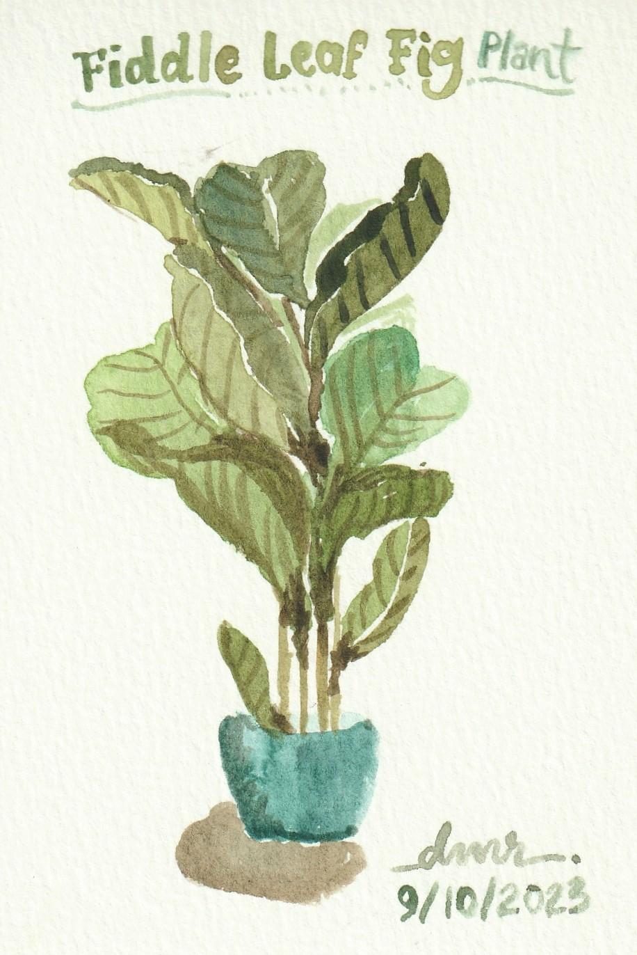 Fiddle Leaf Fig Plant (dmr) - image 1 - student project