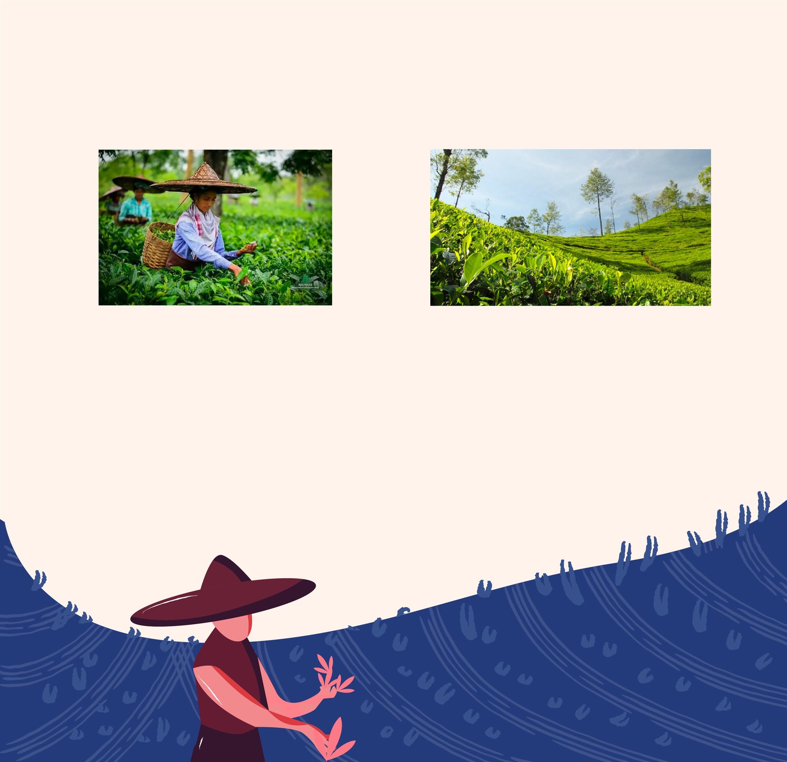 Tea Redesign Packaging - image 5 - student project