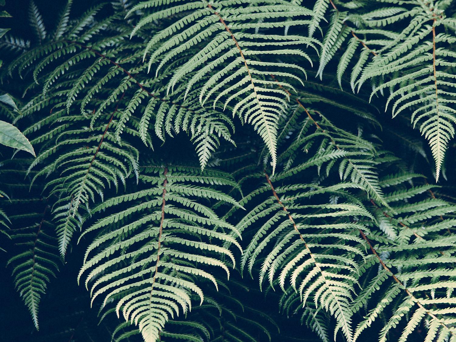 Natural beauty - image 1 - student project