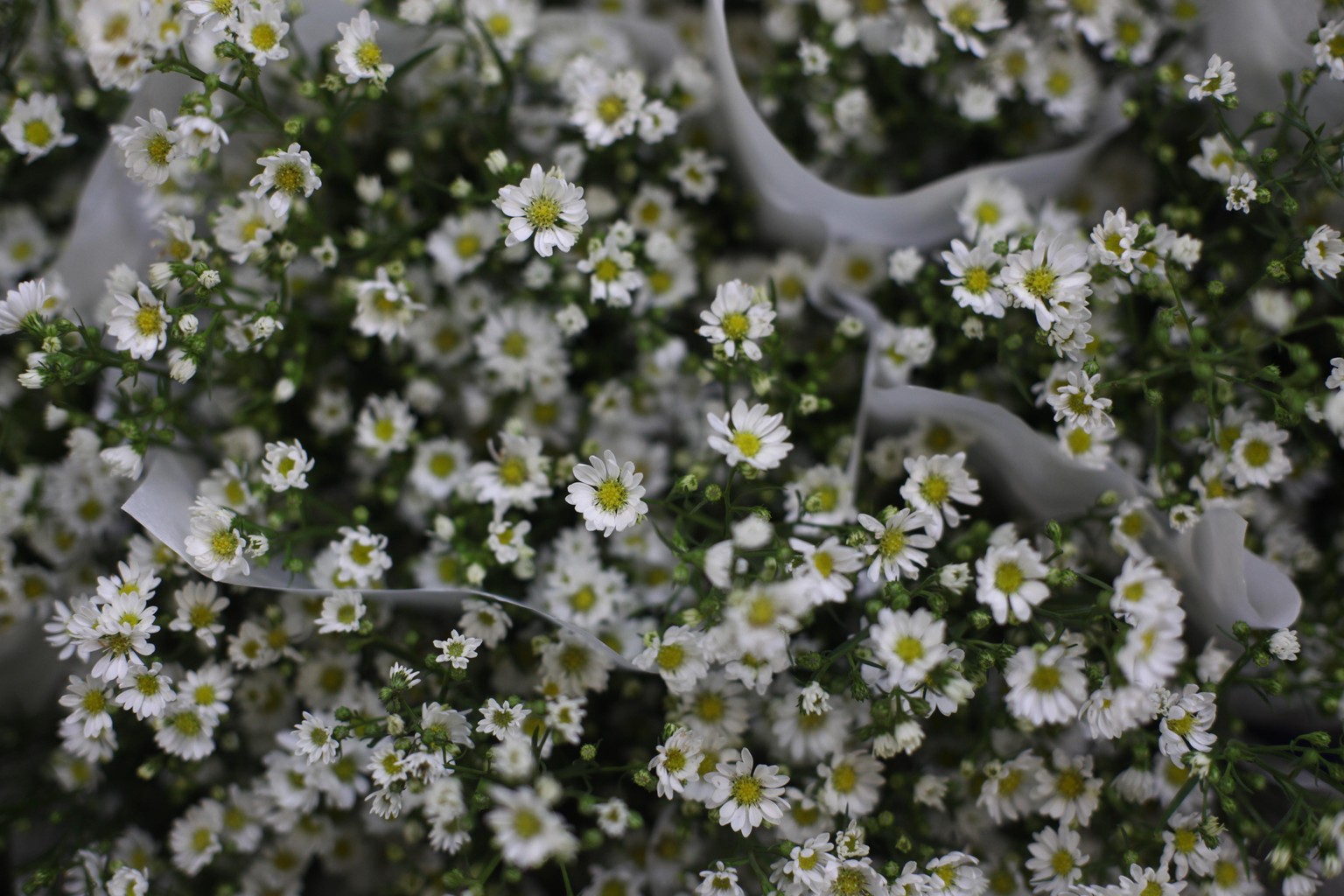 Abstract Daisies - image 2 - student project
