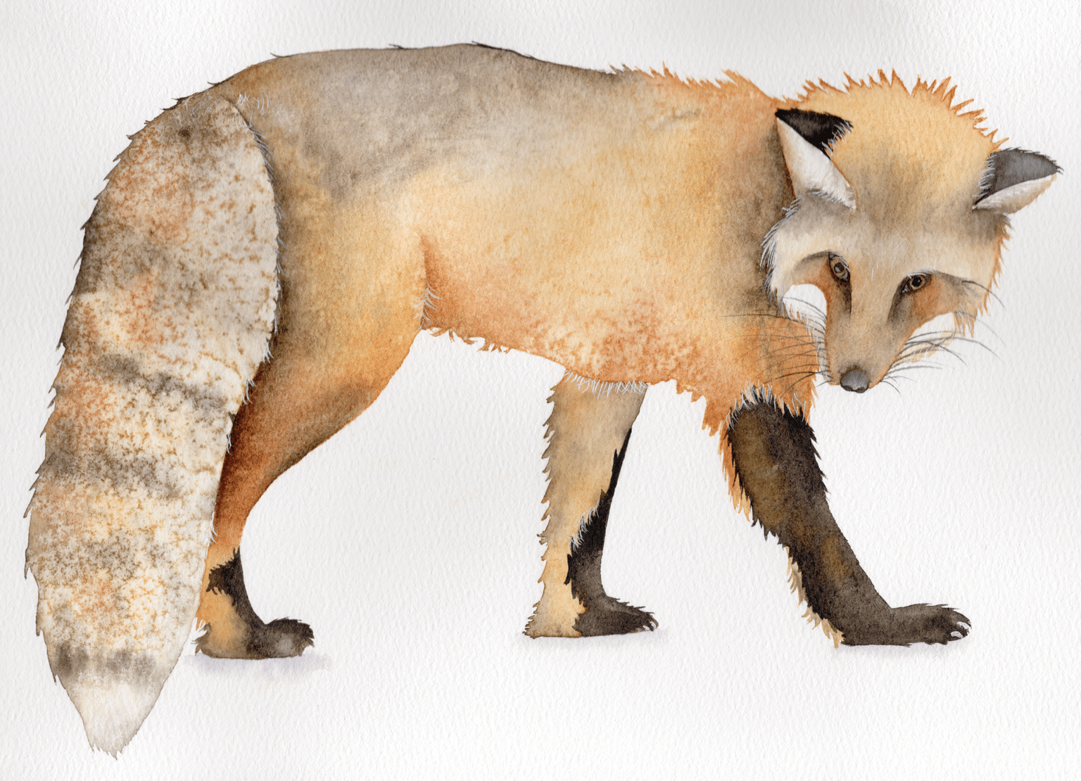 Watercolor Fox - image 1 - student project