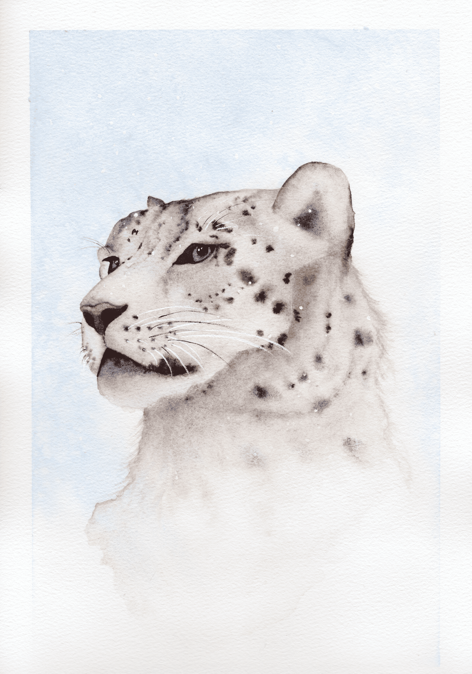 Snow Leopard - image 2 - student project