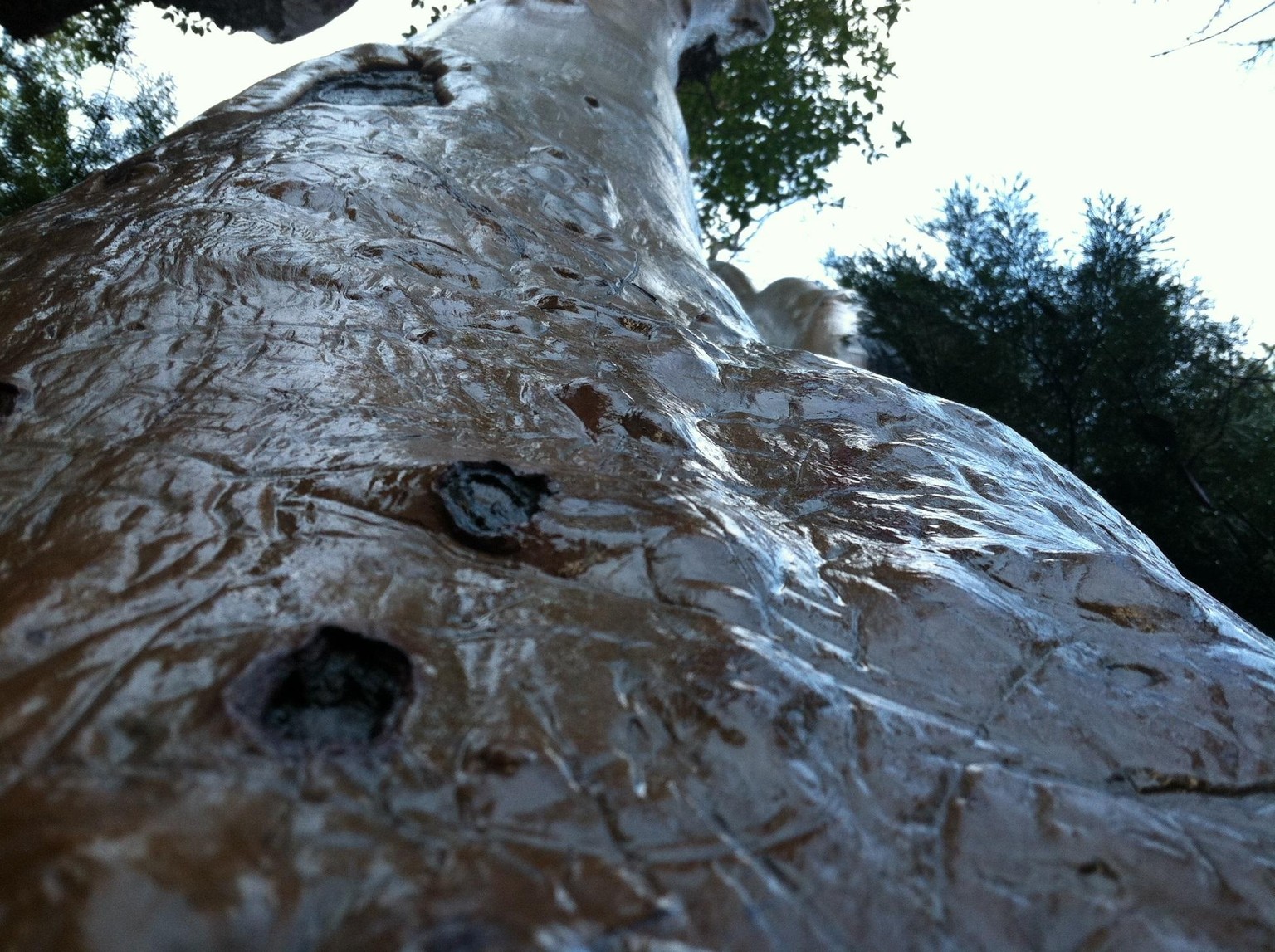 Madrones Glistening in the Rain - image 2 - student project