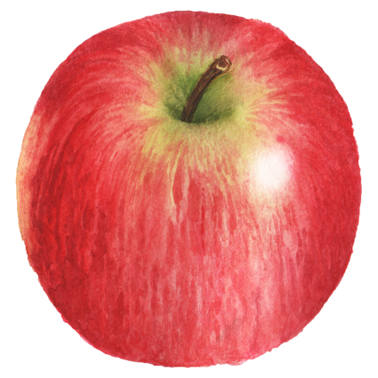 Honeycrisp Apple - image 1 - student project