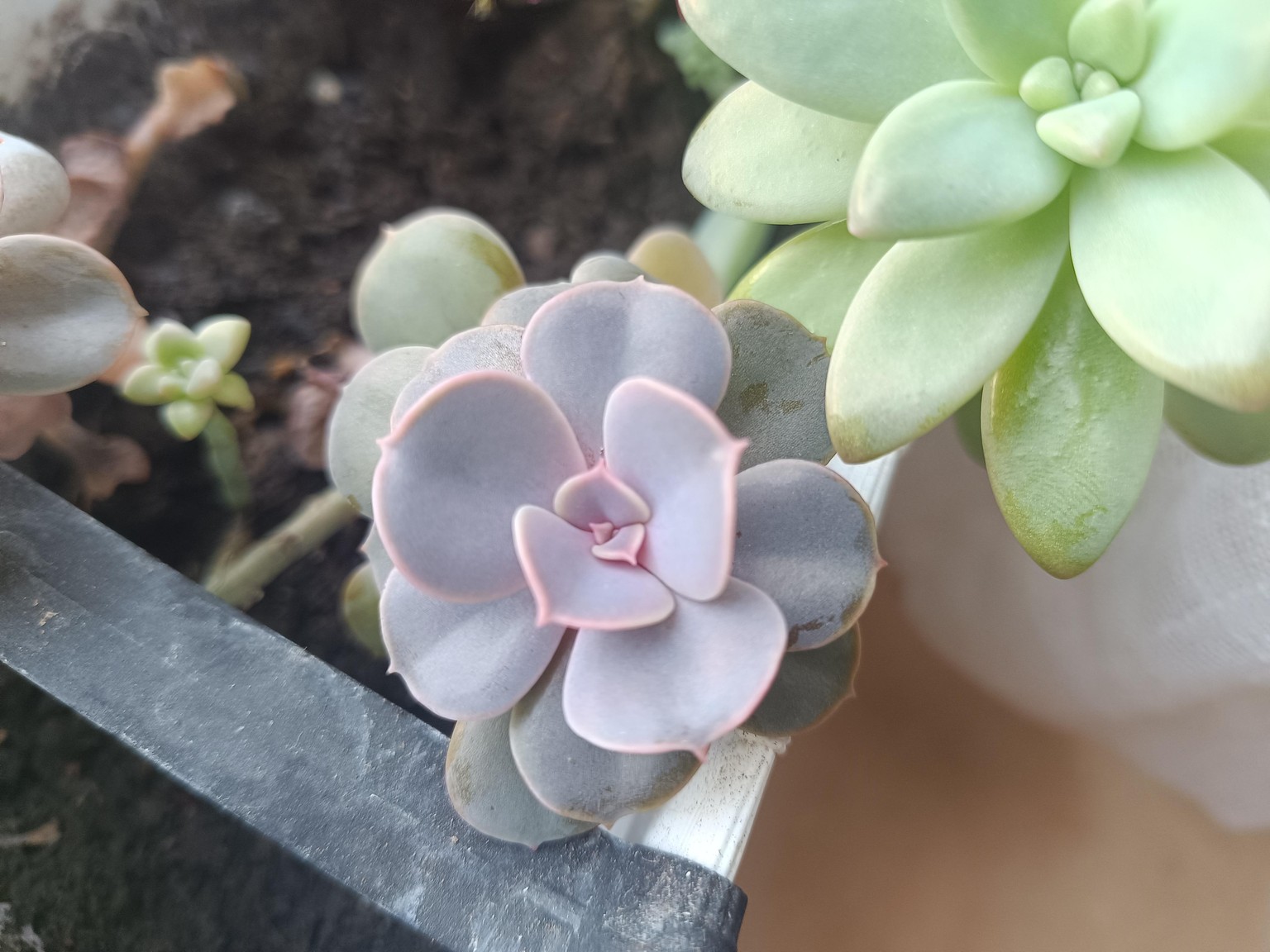 My Succulent - image 1 - student project