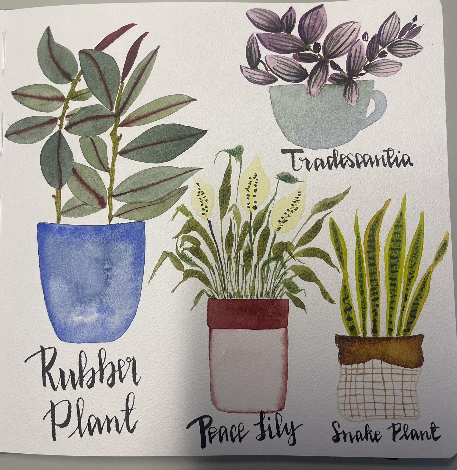 Some potted planst - image 2 - student project