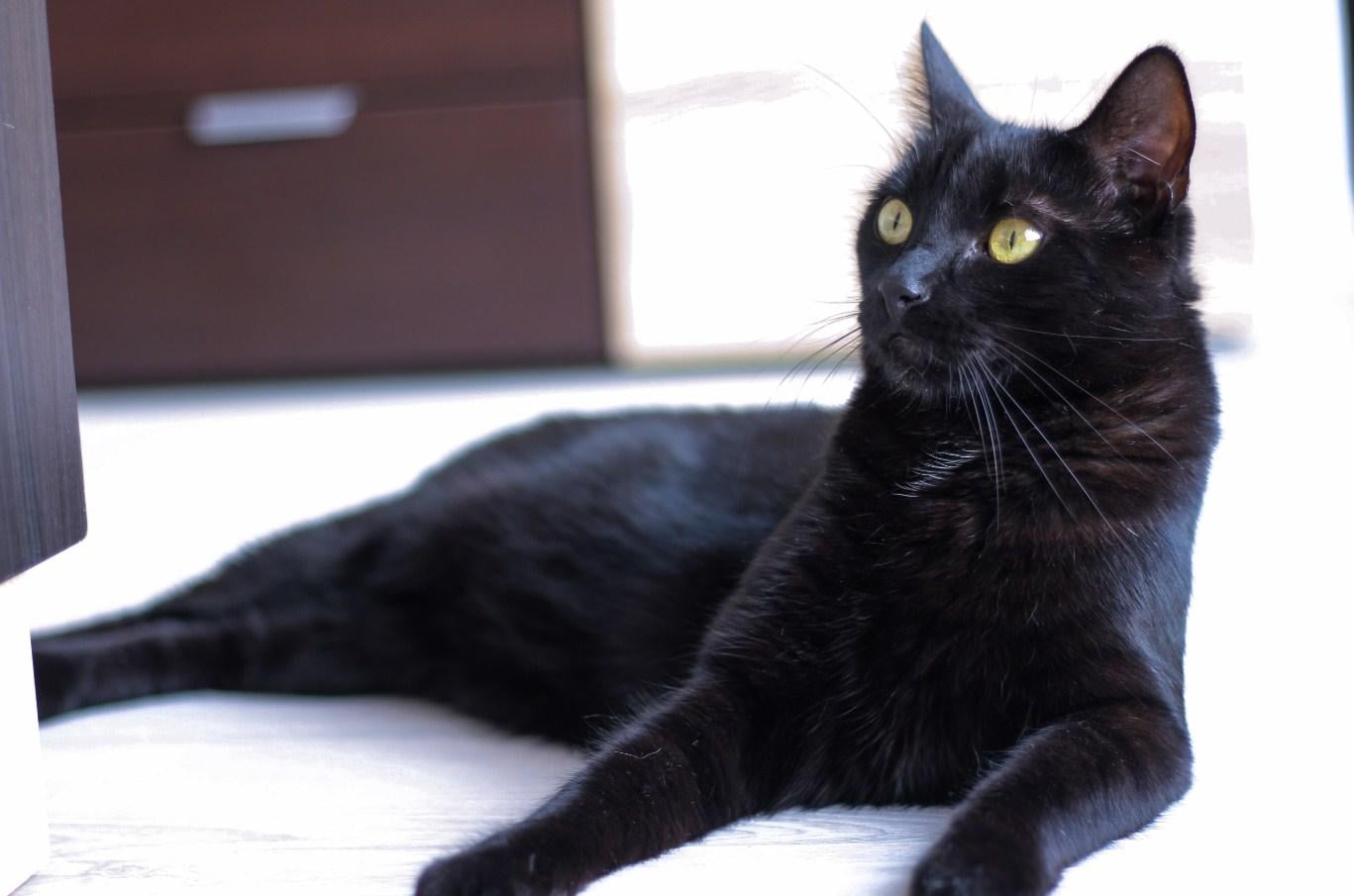 My Kitty Brave - image 2 - student project