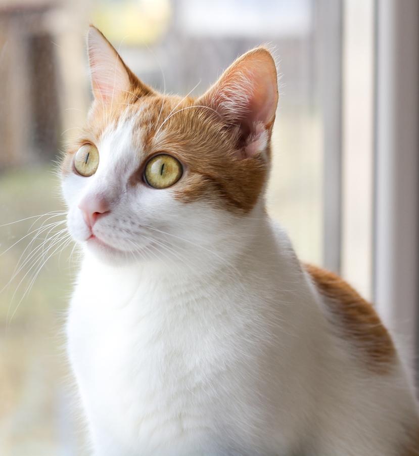 My Kitty Brave - image 1 - student project