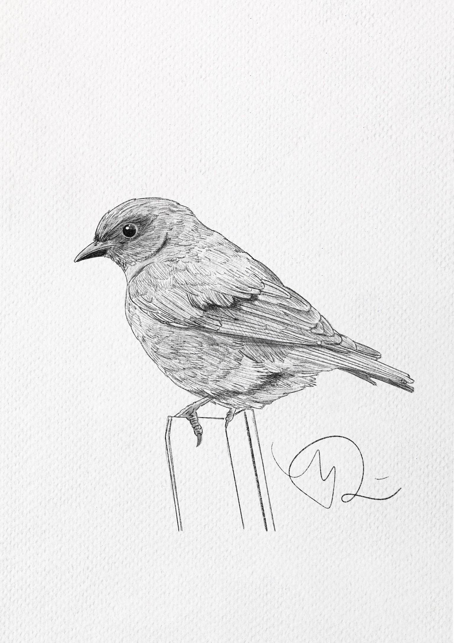 My Bluebird Drawing - image 1 - student project