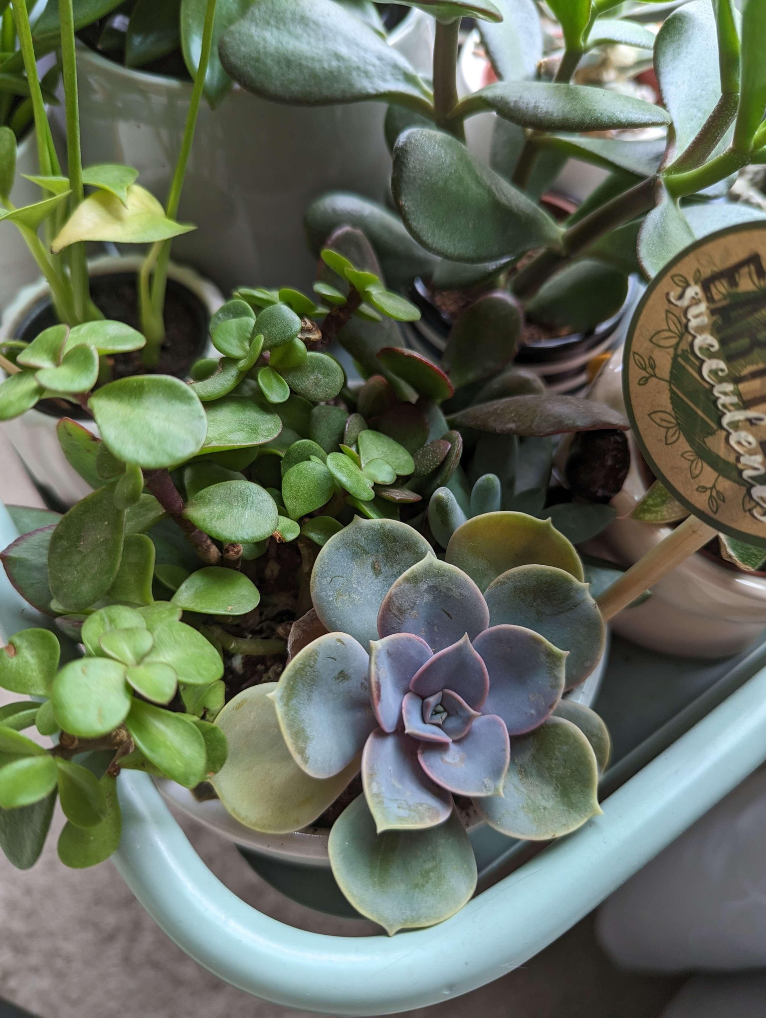 A Window Garden - image 2 - student project