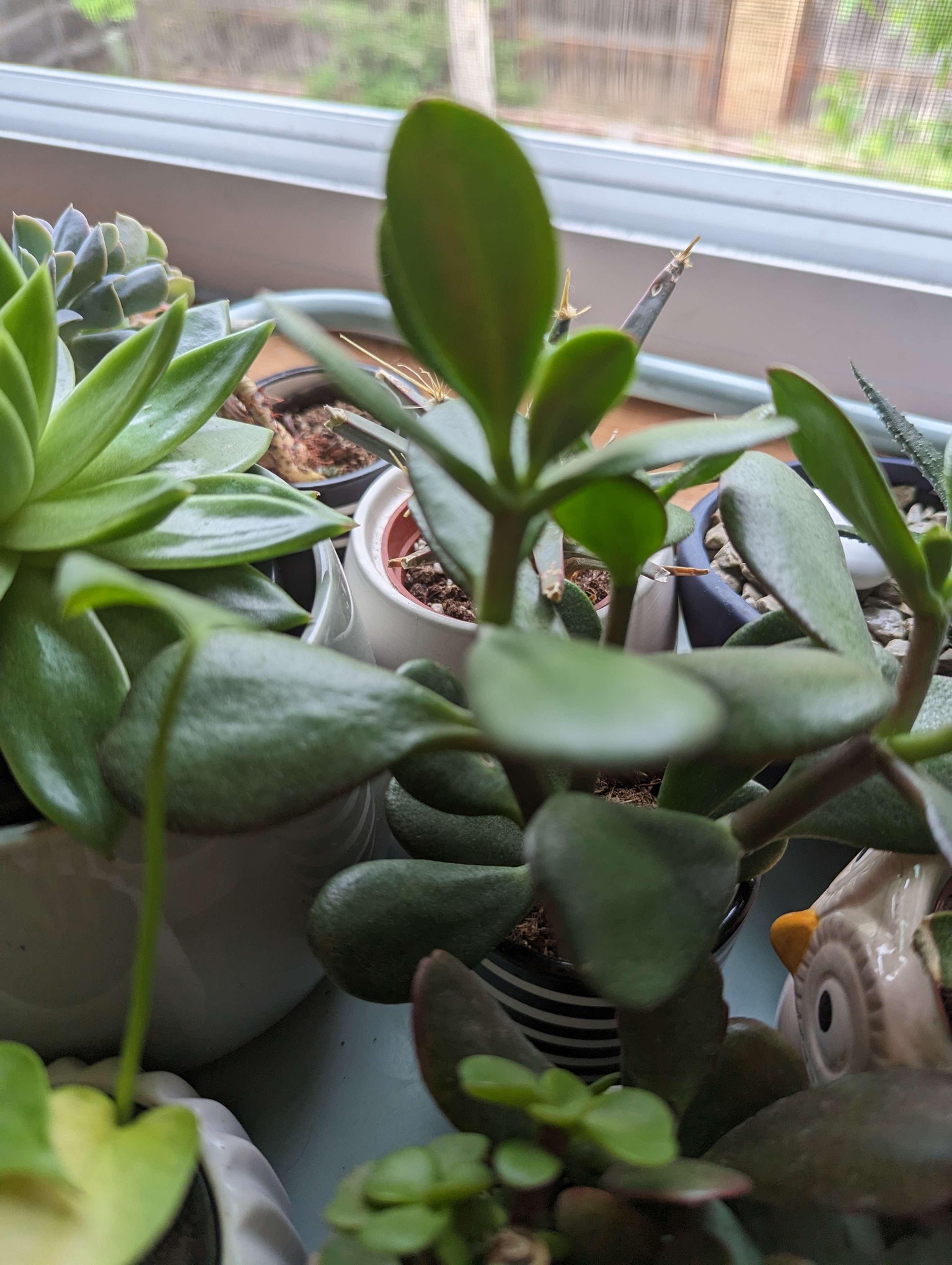 A Window Garden - image 5 - student project