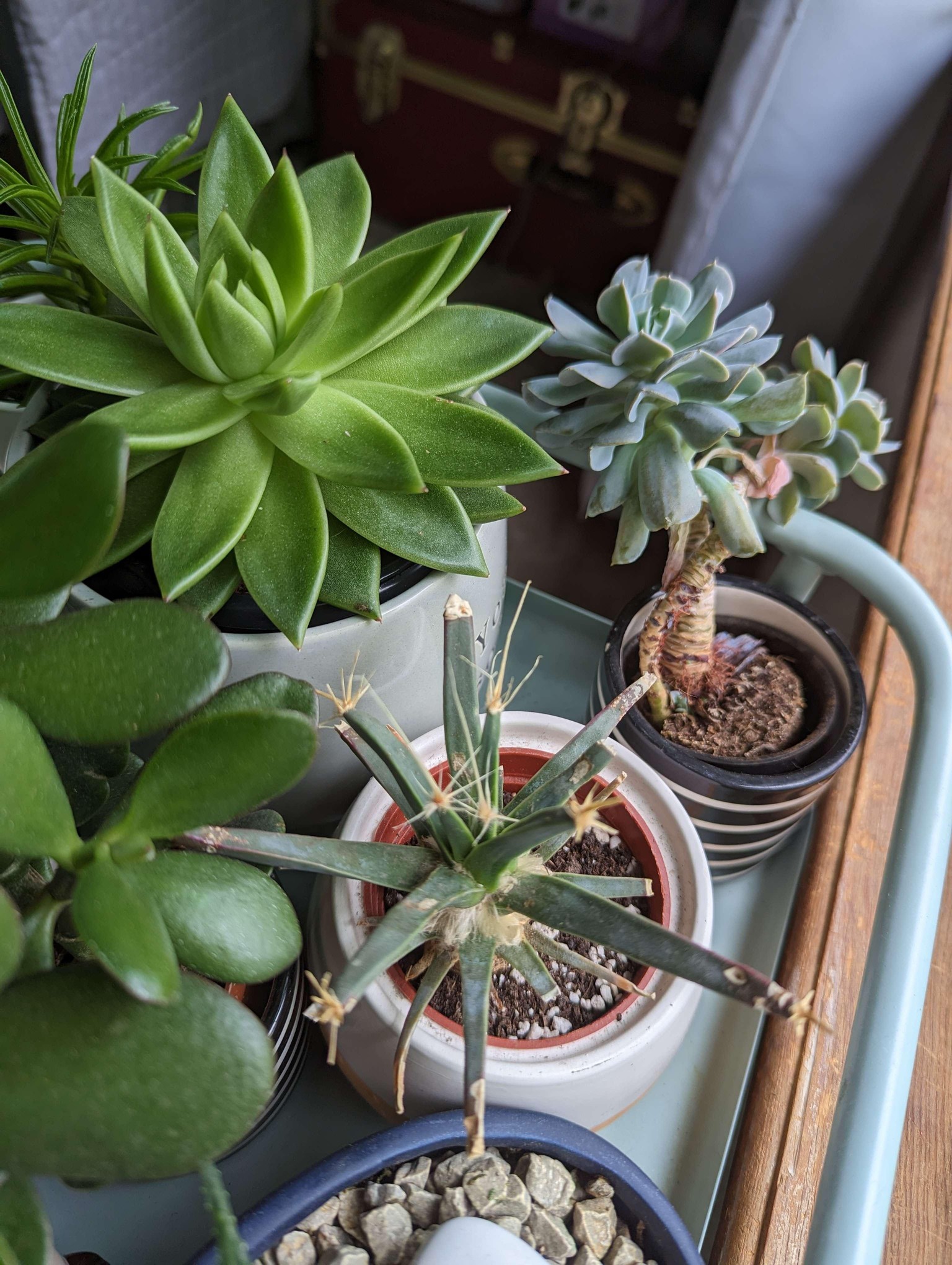 A Window Garden - image 4 - student project