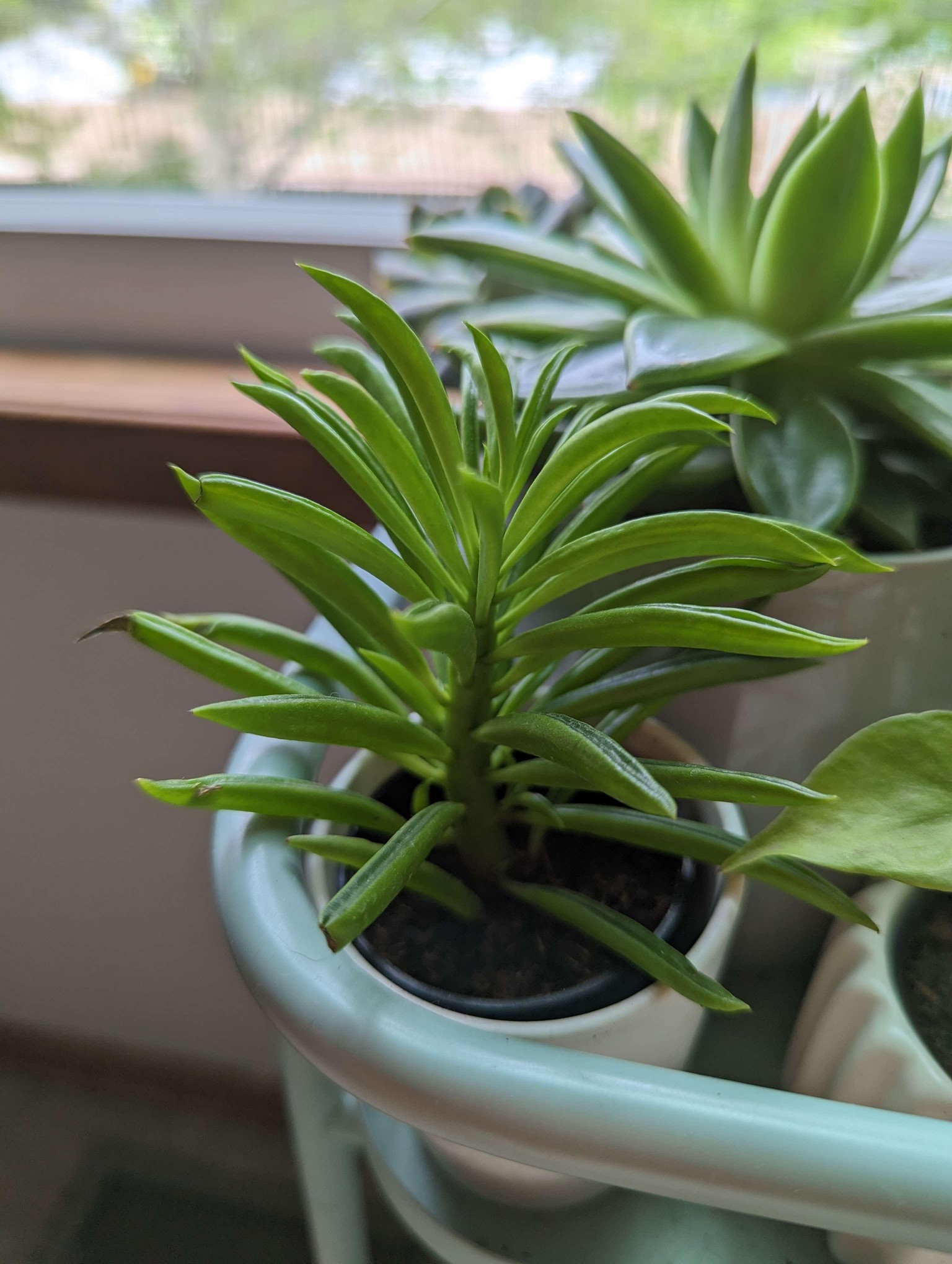 A Window Garden - image 1 - student project