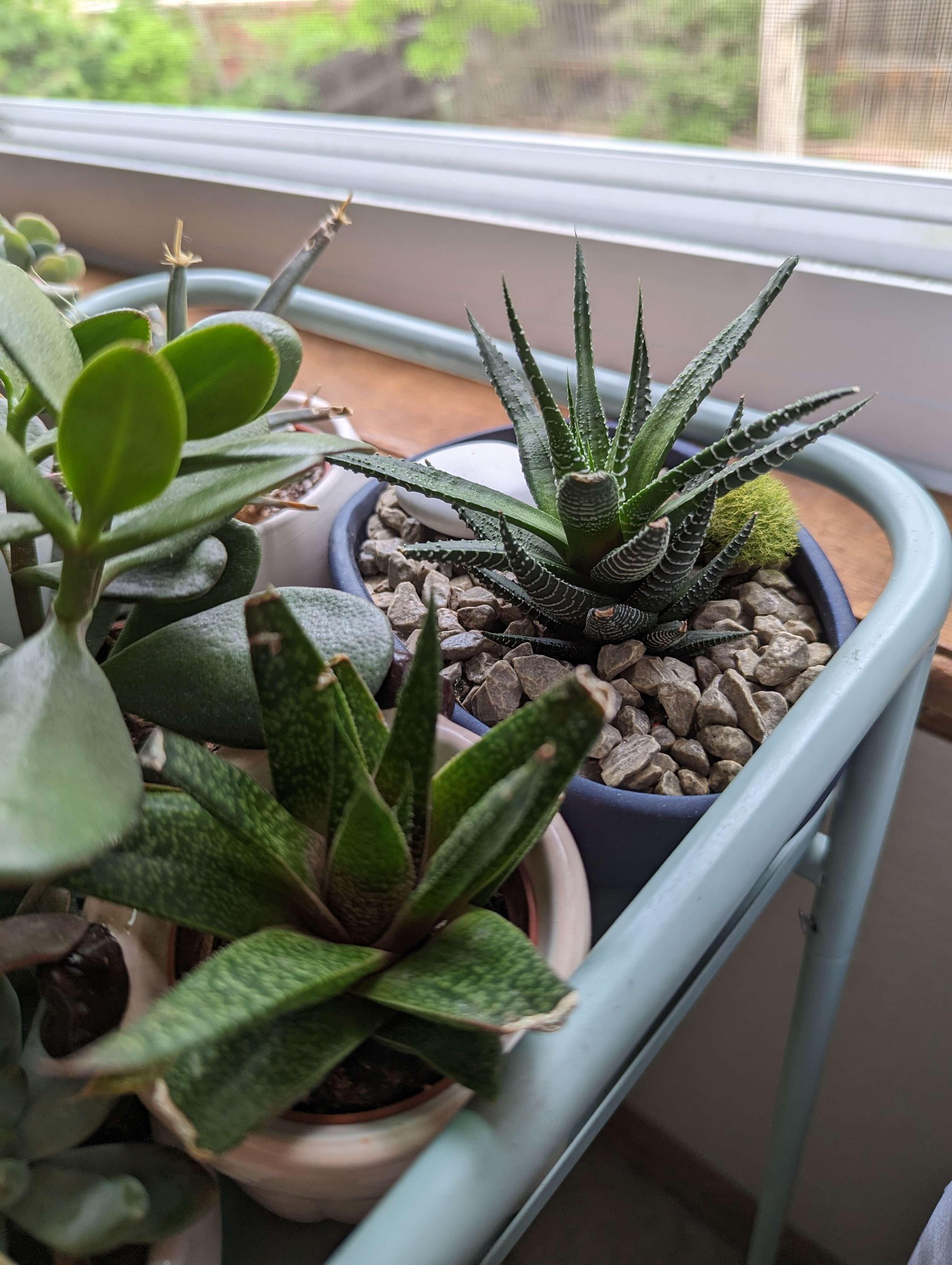 A Window Garden - image 3 - student project